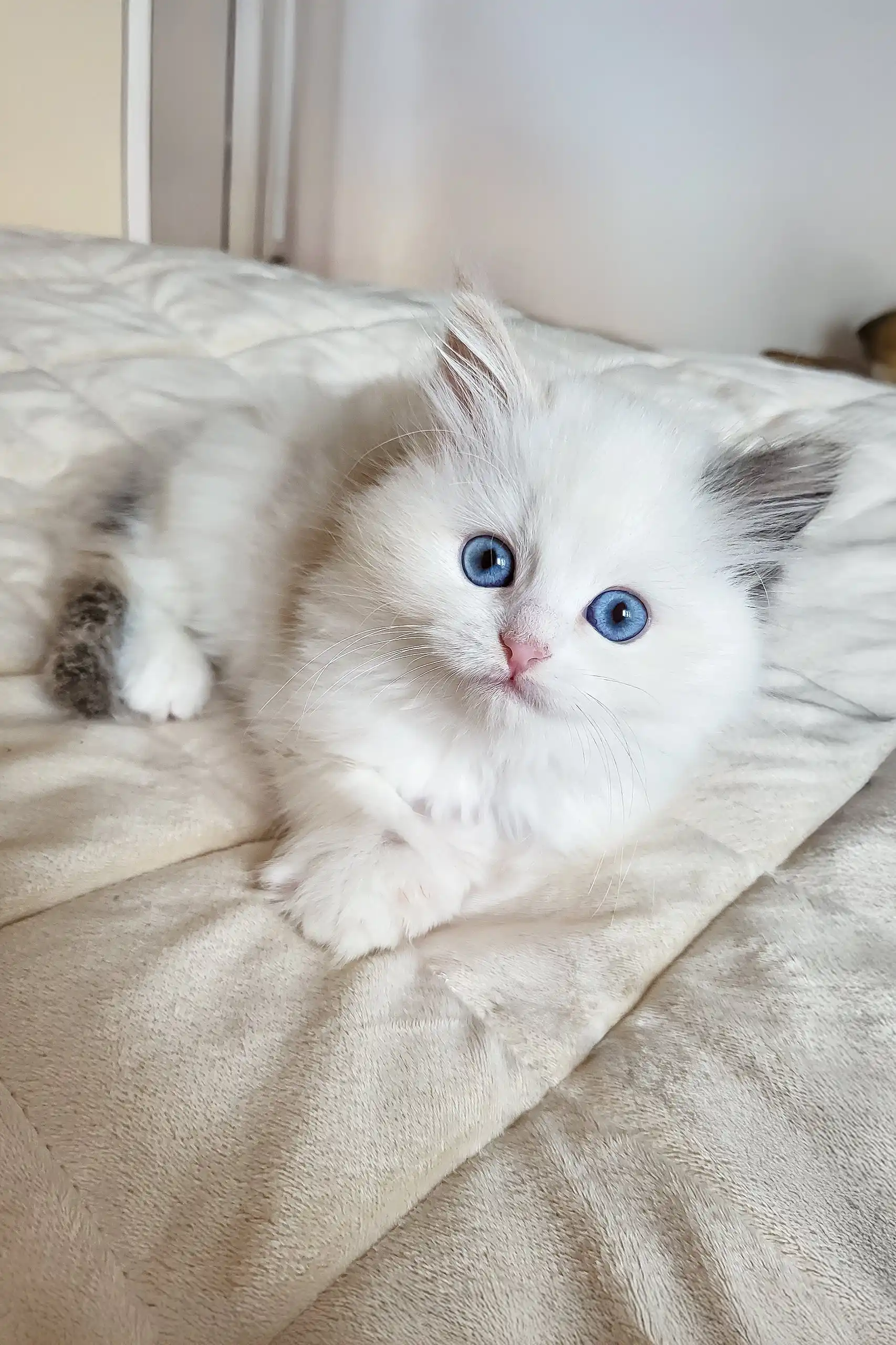 Zlata | Siberian Kitten - Image 2