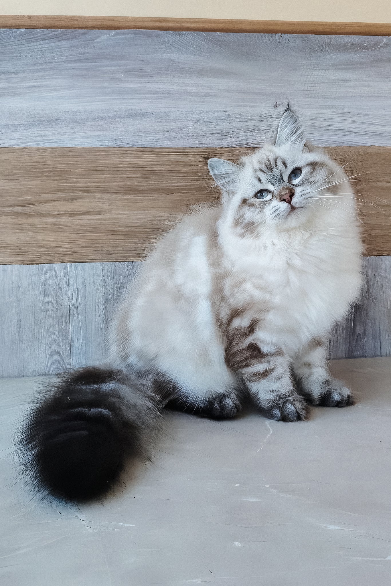 Zlata | Siberian Kitten