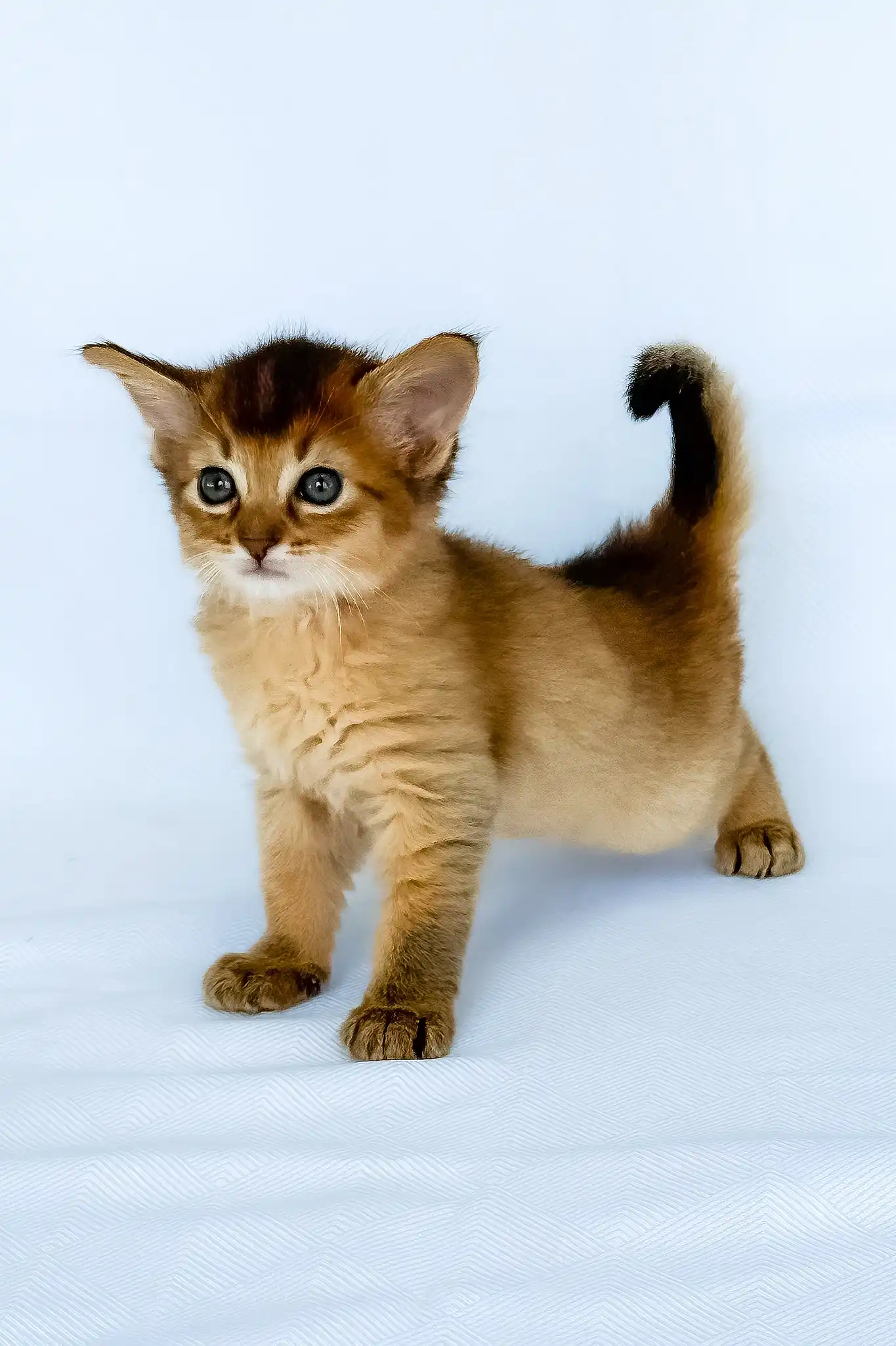 Christina | Somali Kitten - Image 6