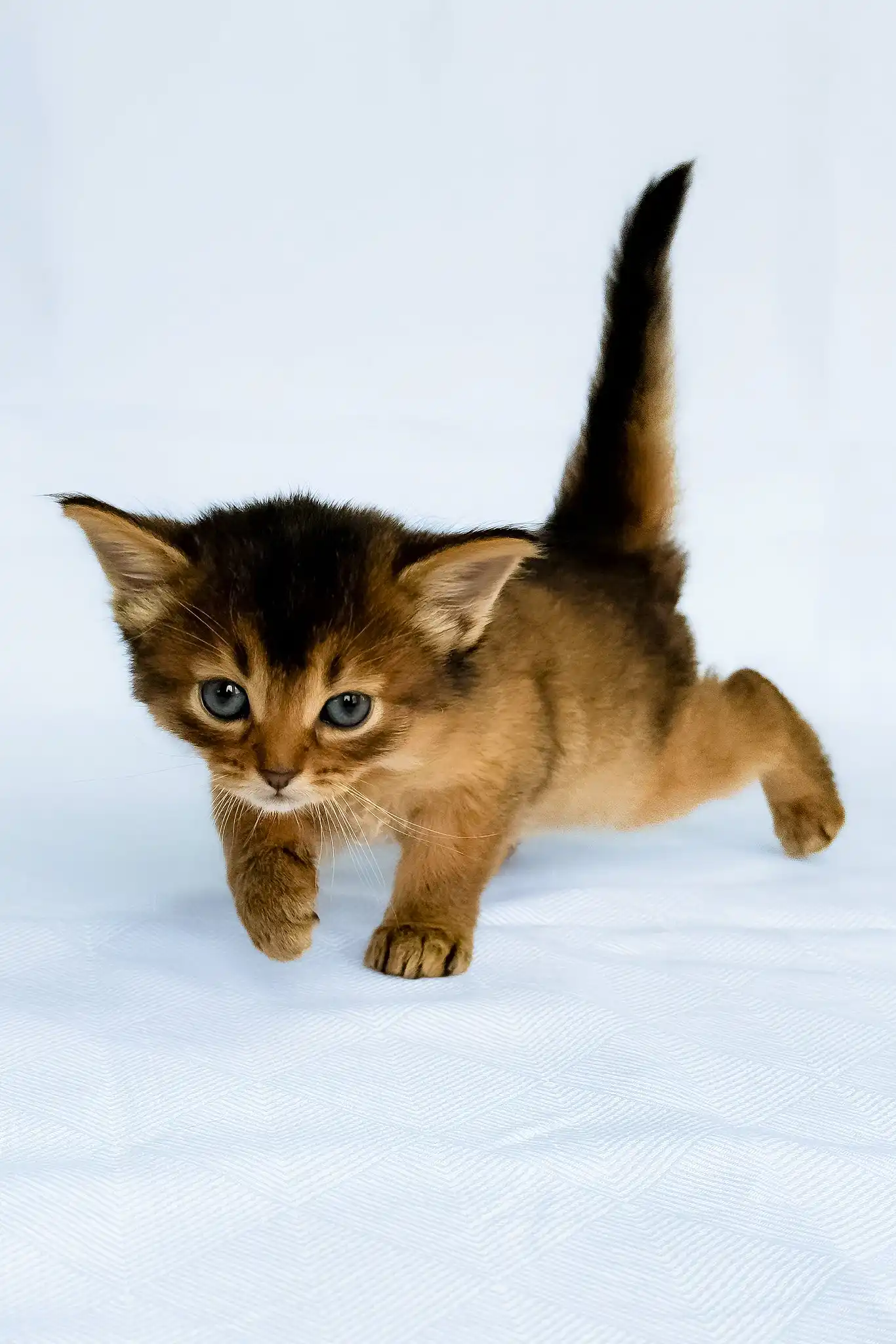 Greta | Somali Kitten - Image 5