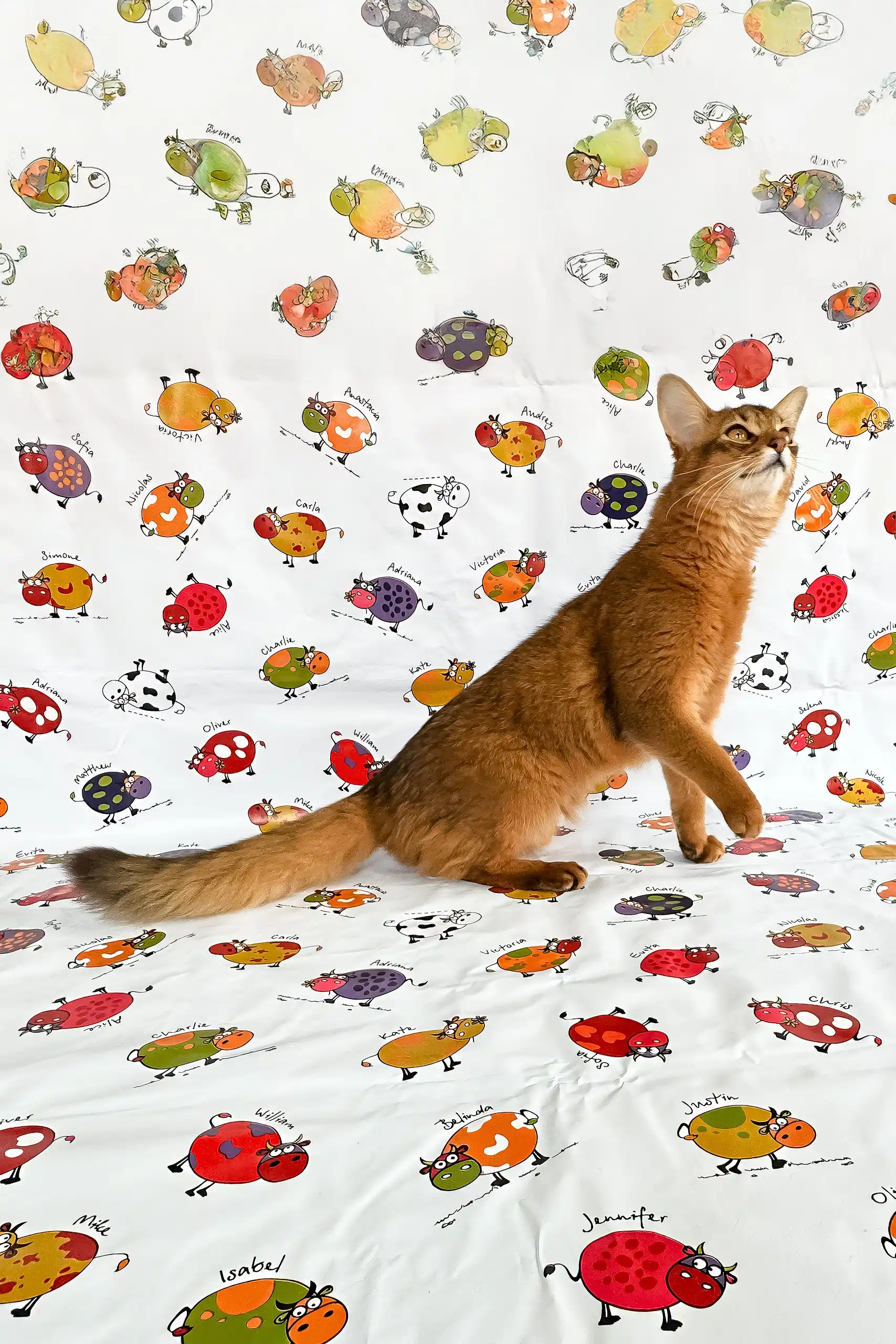 Maja | Somali Kitten - Image 7
