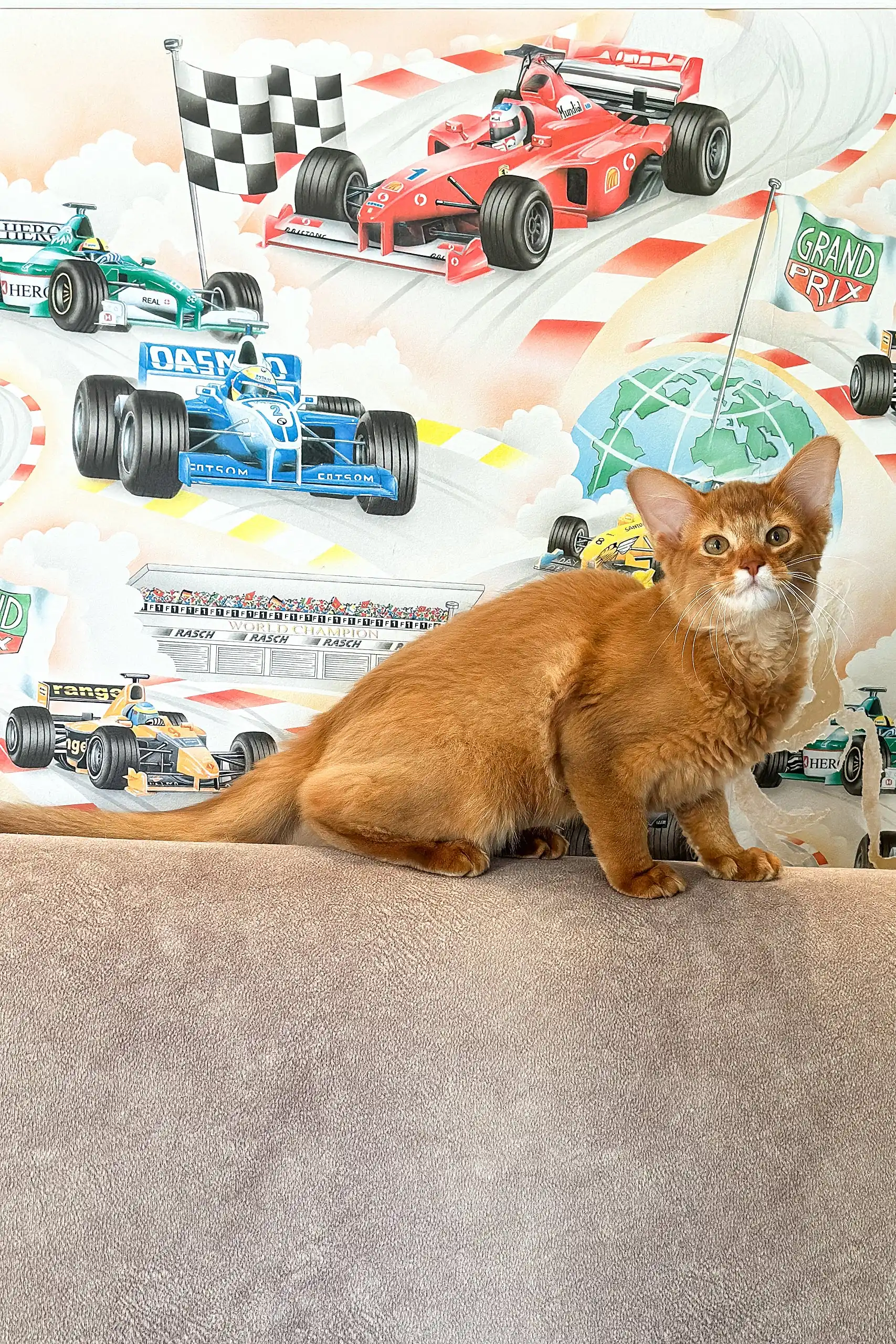 Patrice | Somali Kitten - Image 3