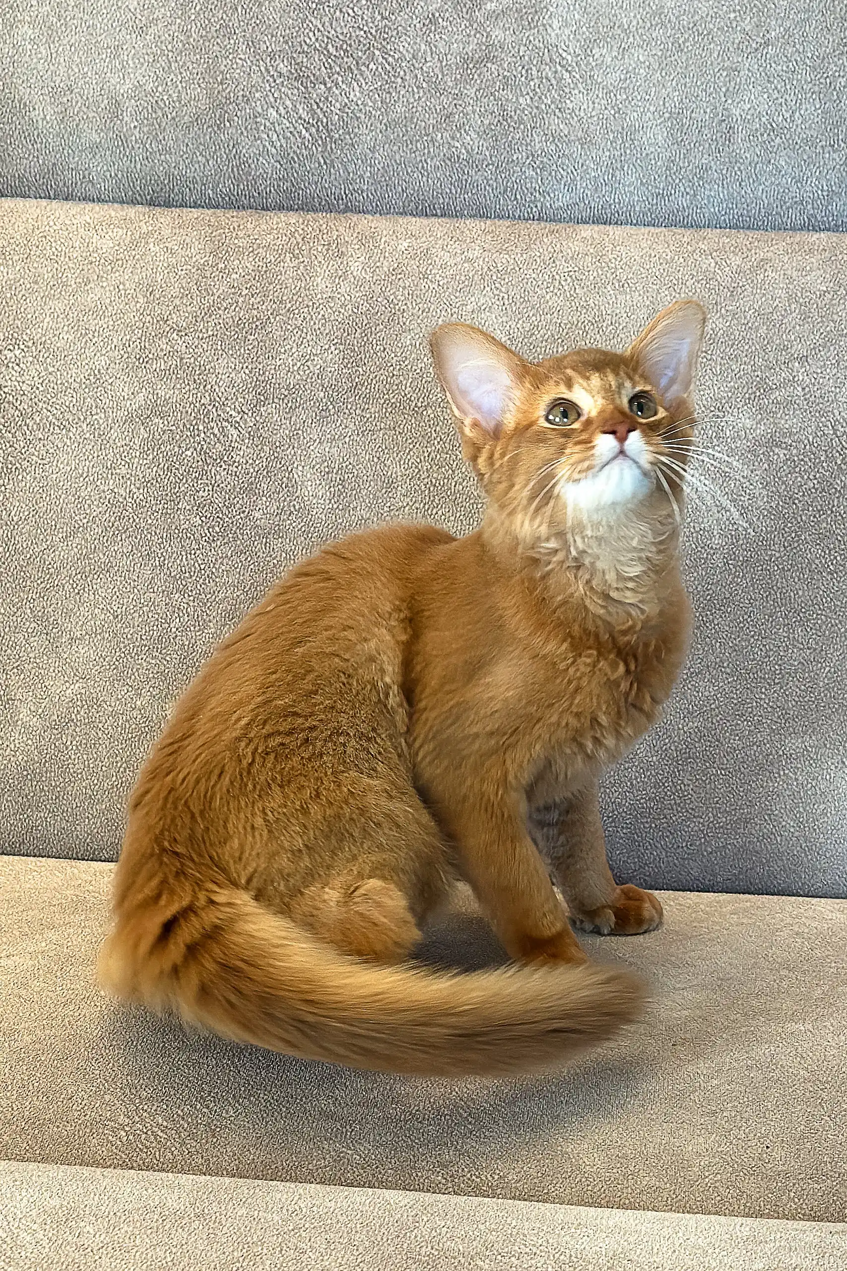 Patrice | Somali Kitten - Image 7