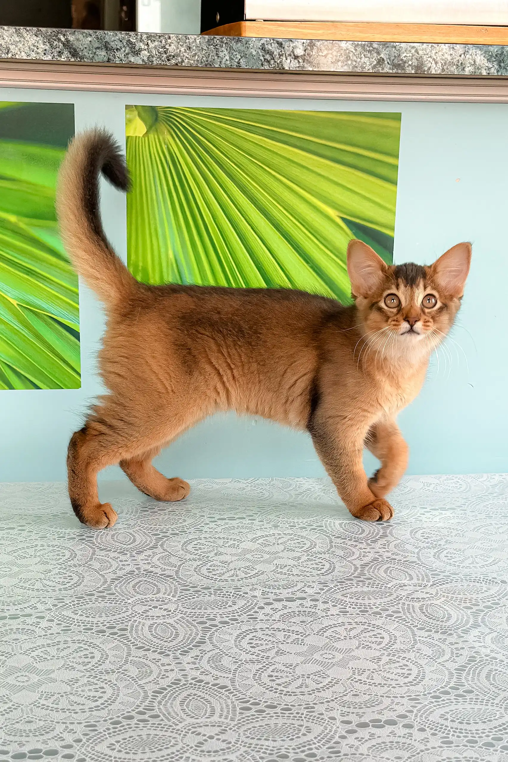 Queen | Somali Kitten - Image 2