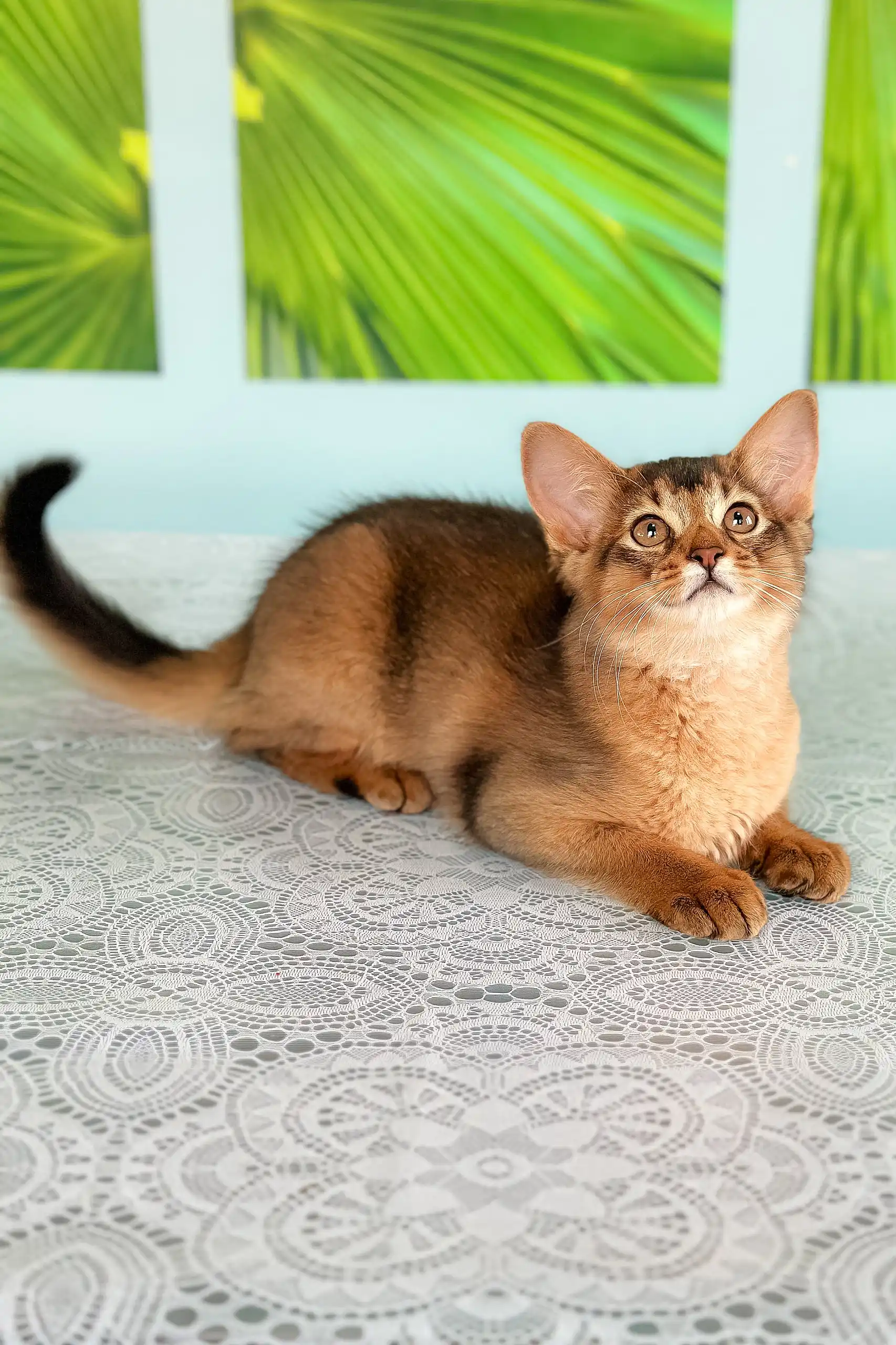 Queen | Somali Kitten - Image 3