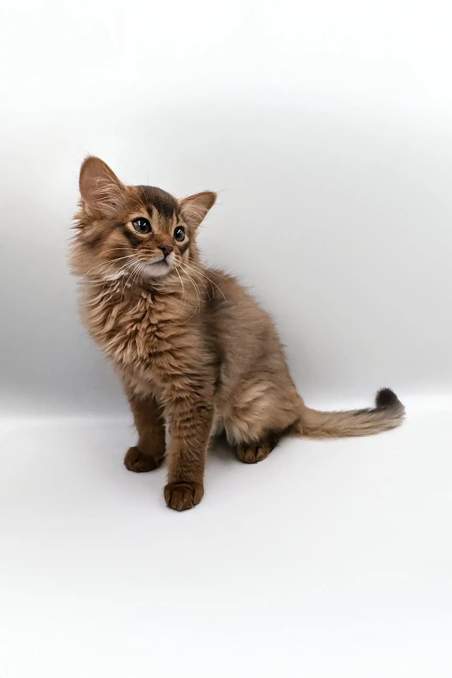 Rosie | Somali Kitten - Image 7