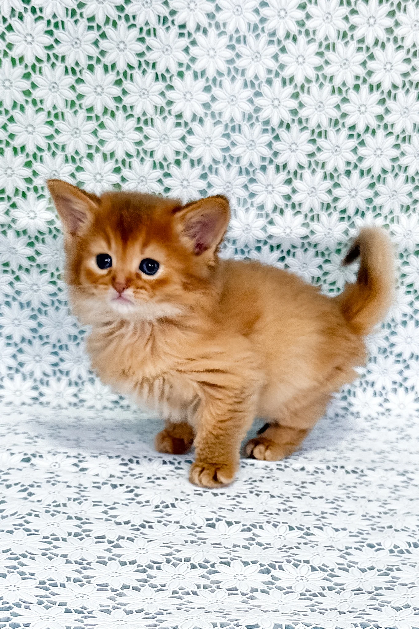 Sakura | Somali Kitten - Image 3