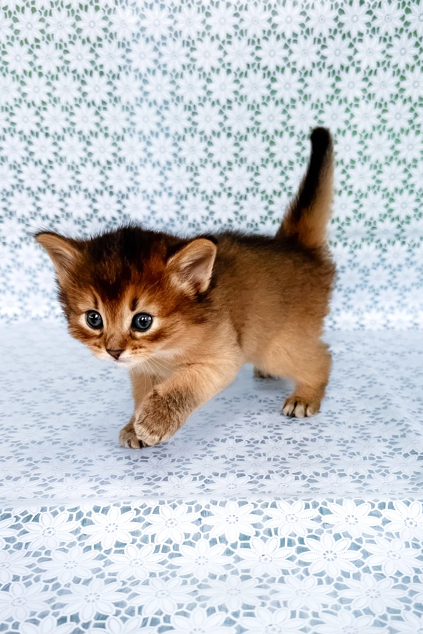 Sapphira | Somali Kitten - Image 2