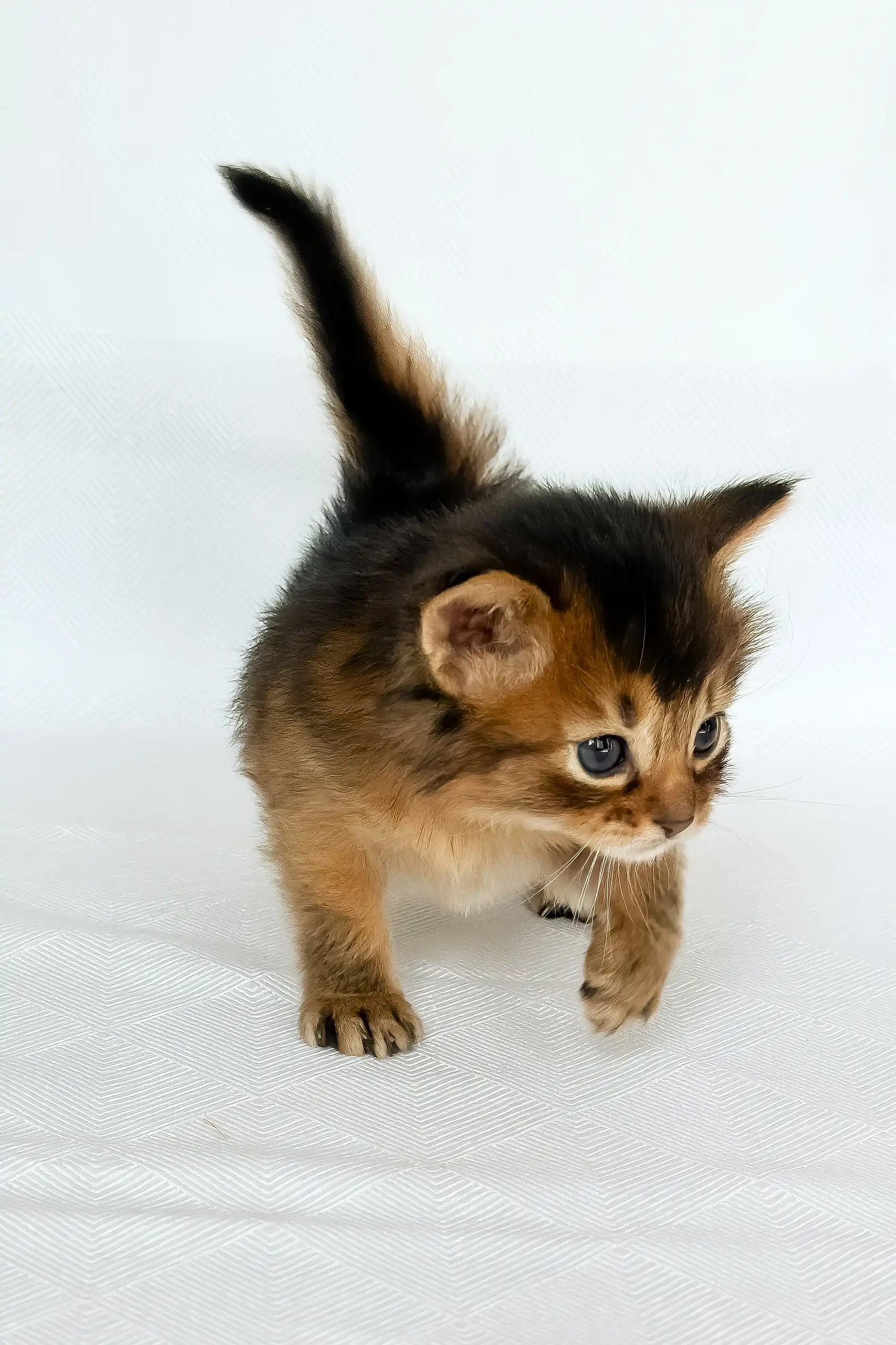 Wyla | Somali Kitten - Image 4