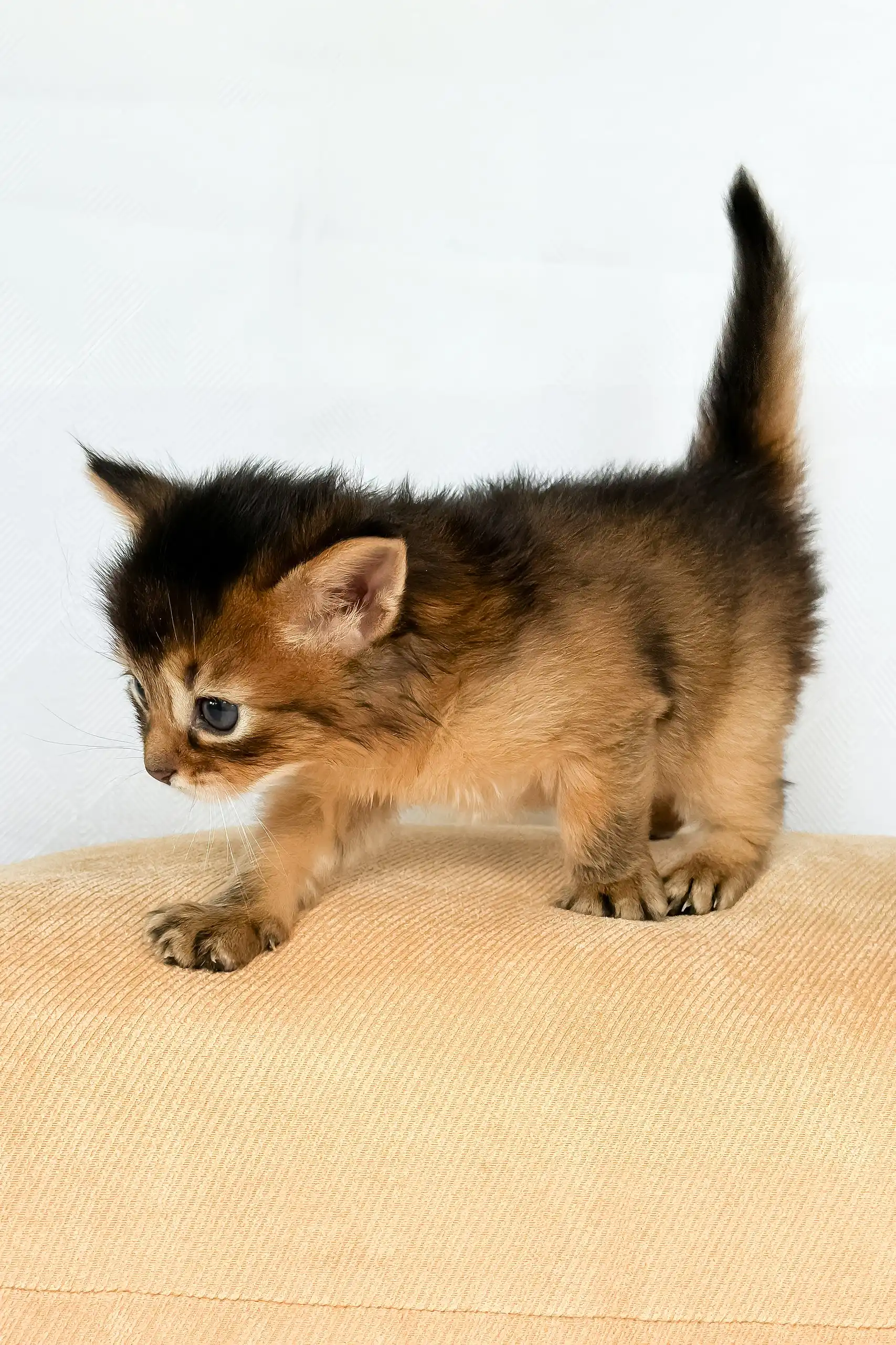 Wyla | Somali Kitten - Image 8