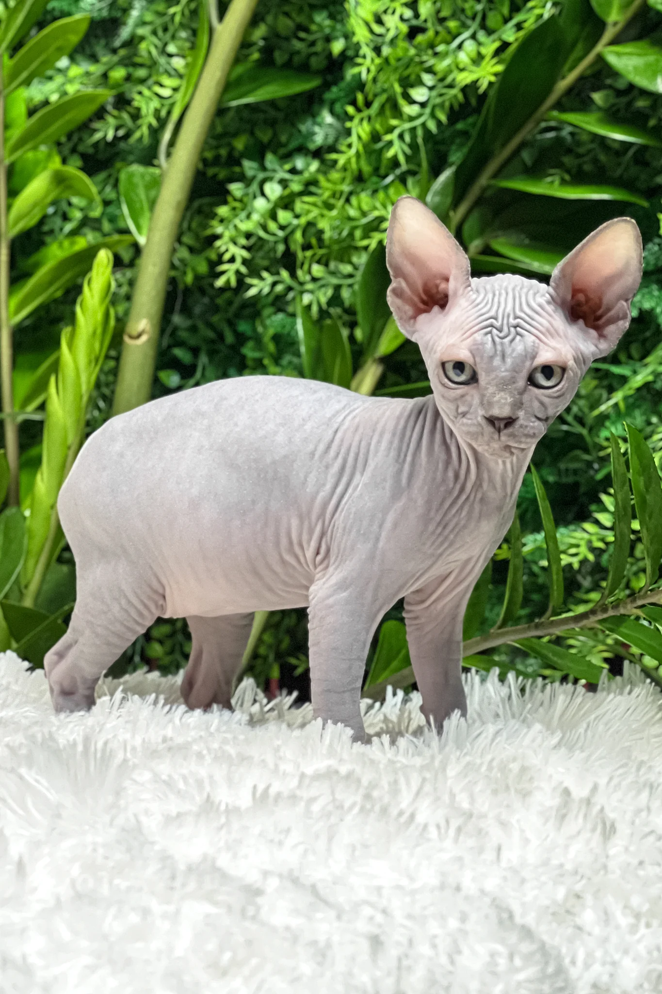 Amalia | Sphynx Kitten - Image 2