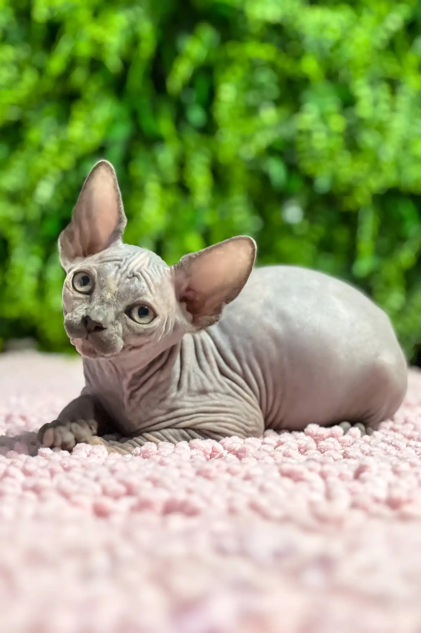Aurora | Sphynx Kitten - Image 5
