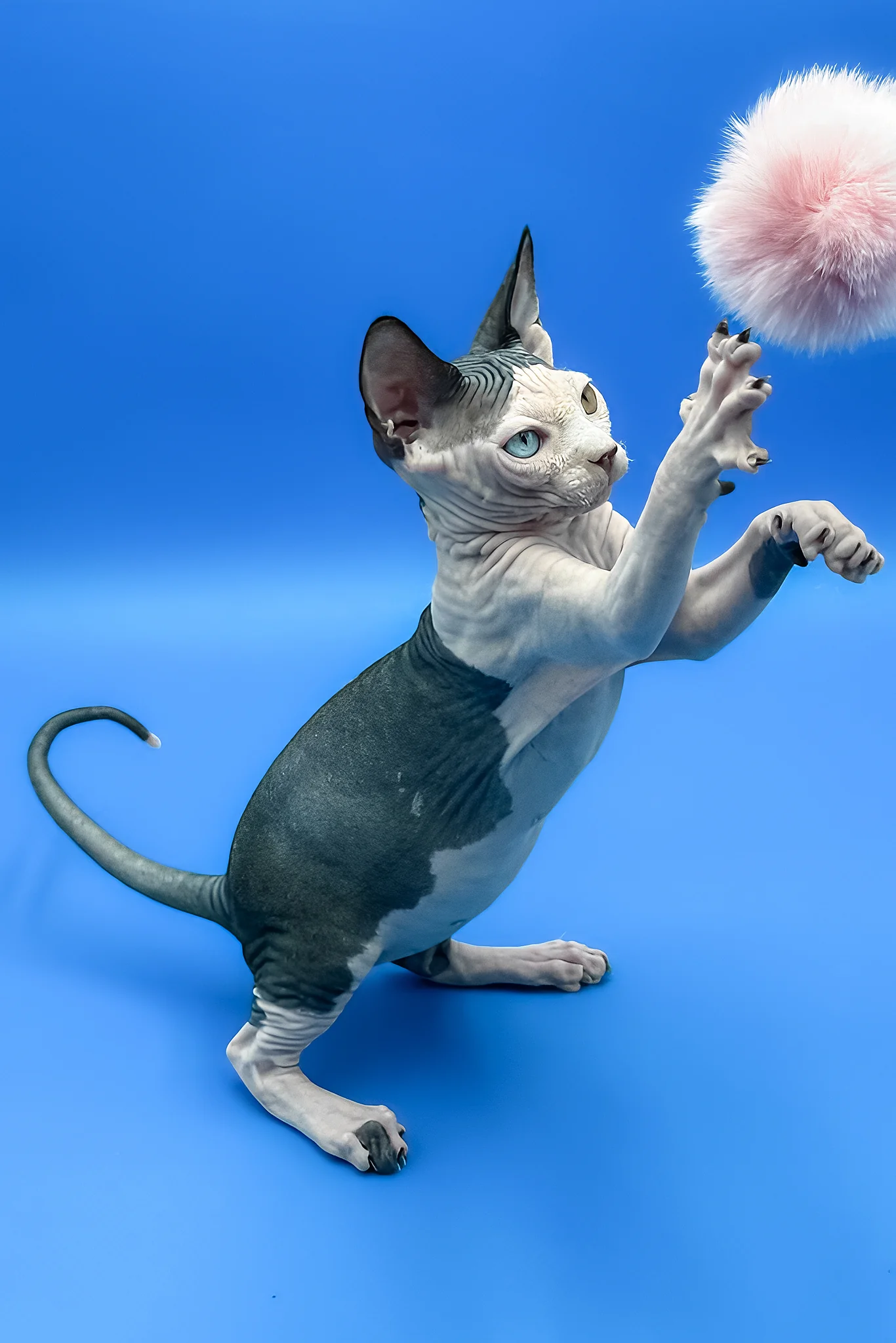 Blondie | Sphynx Kitten - Image 7