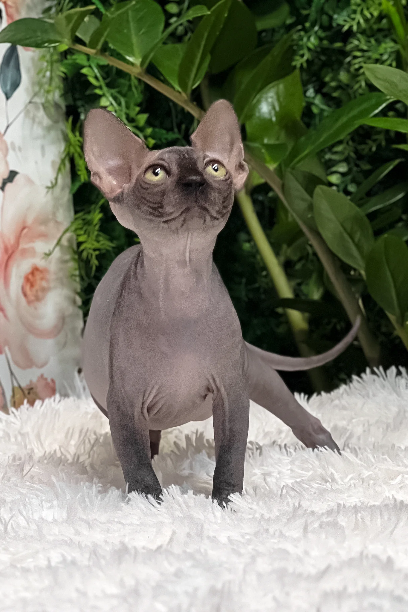 Gloria | Sphynx Kitten - Image 5