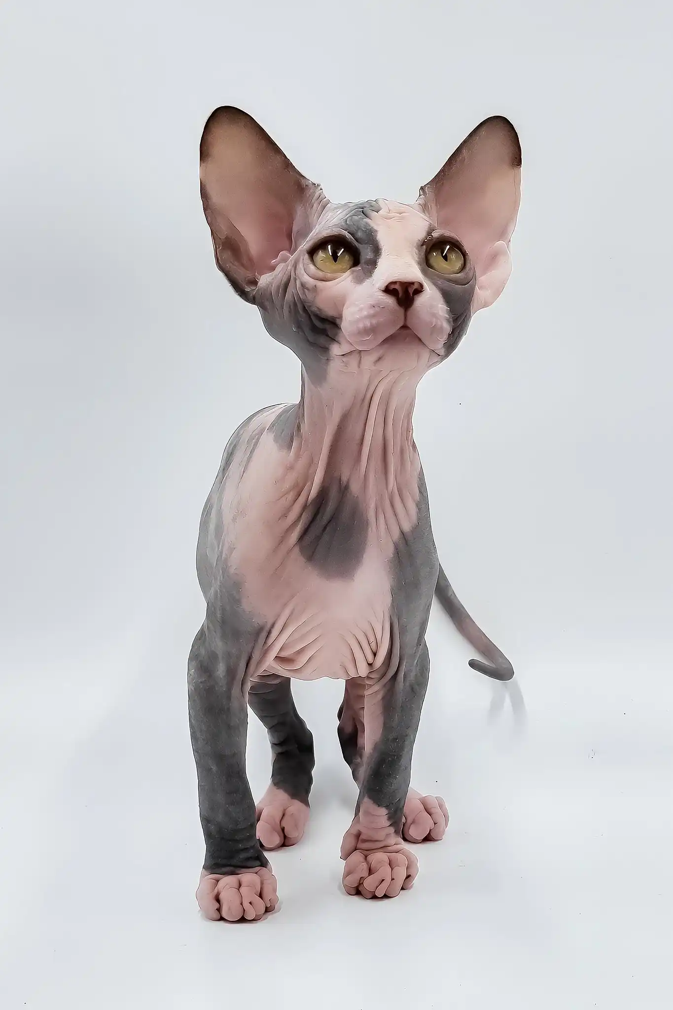 Lady Light | Sphynx Kitten - Image 4