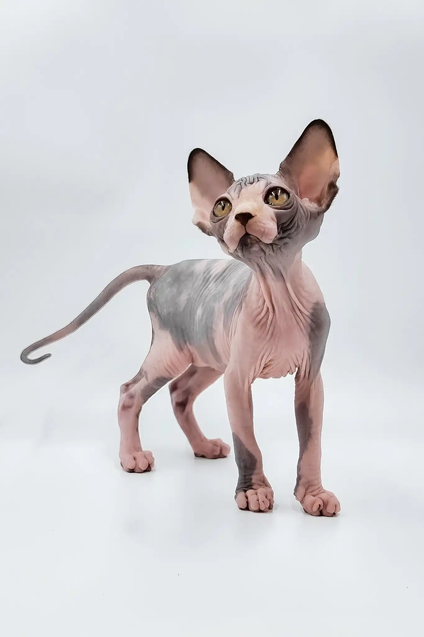 Lara | Sphynx Kitten - Image 2
