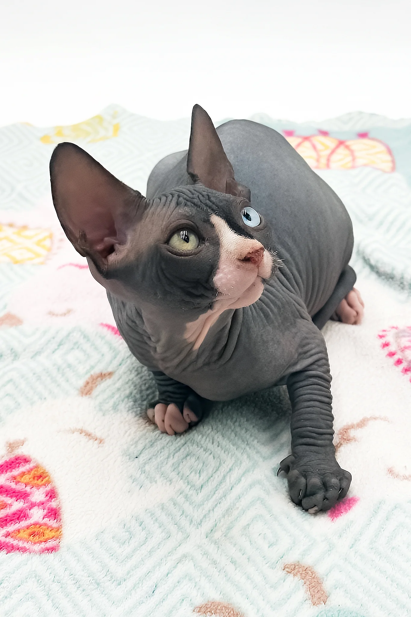 Lita | Sphynx Kitten - Image 6