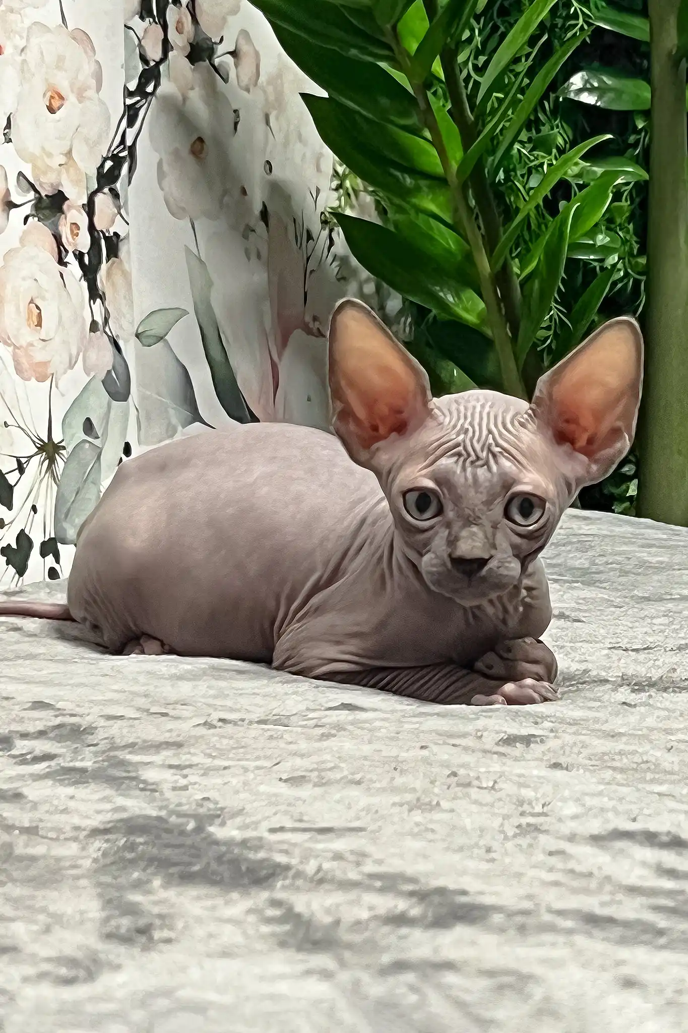 Mia | Sphynx Kitten - Image 3