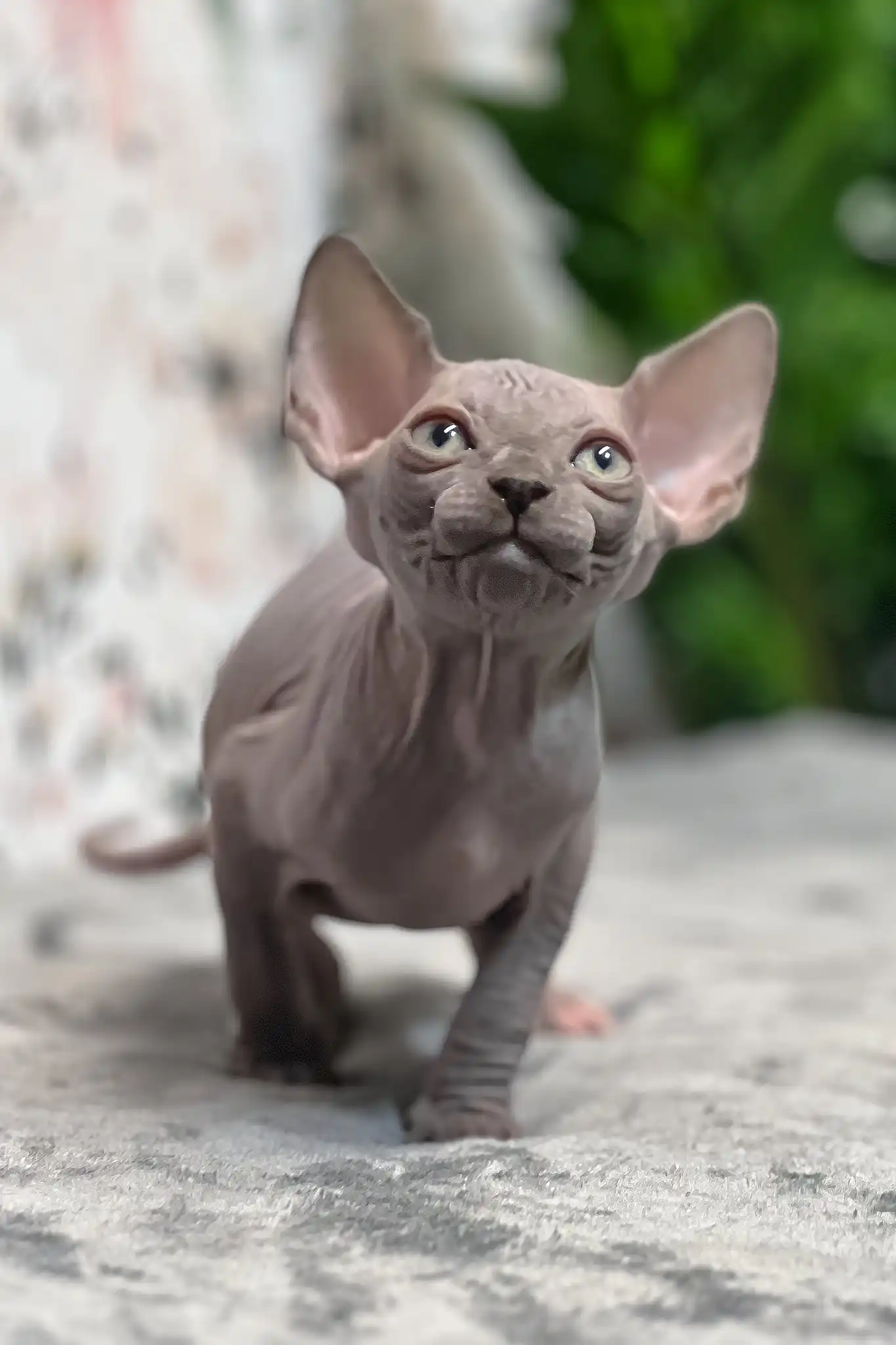 Mia | Sphynx Kitten - Image 6