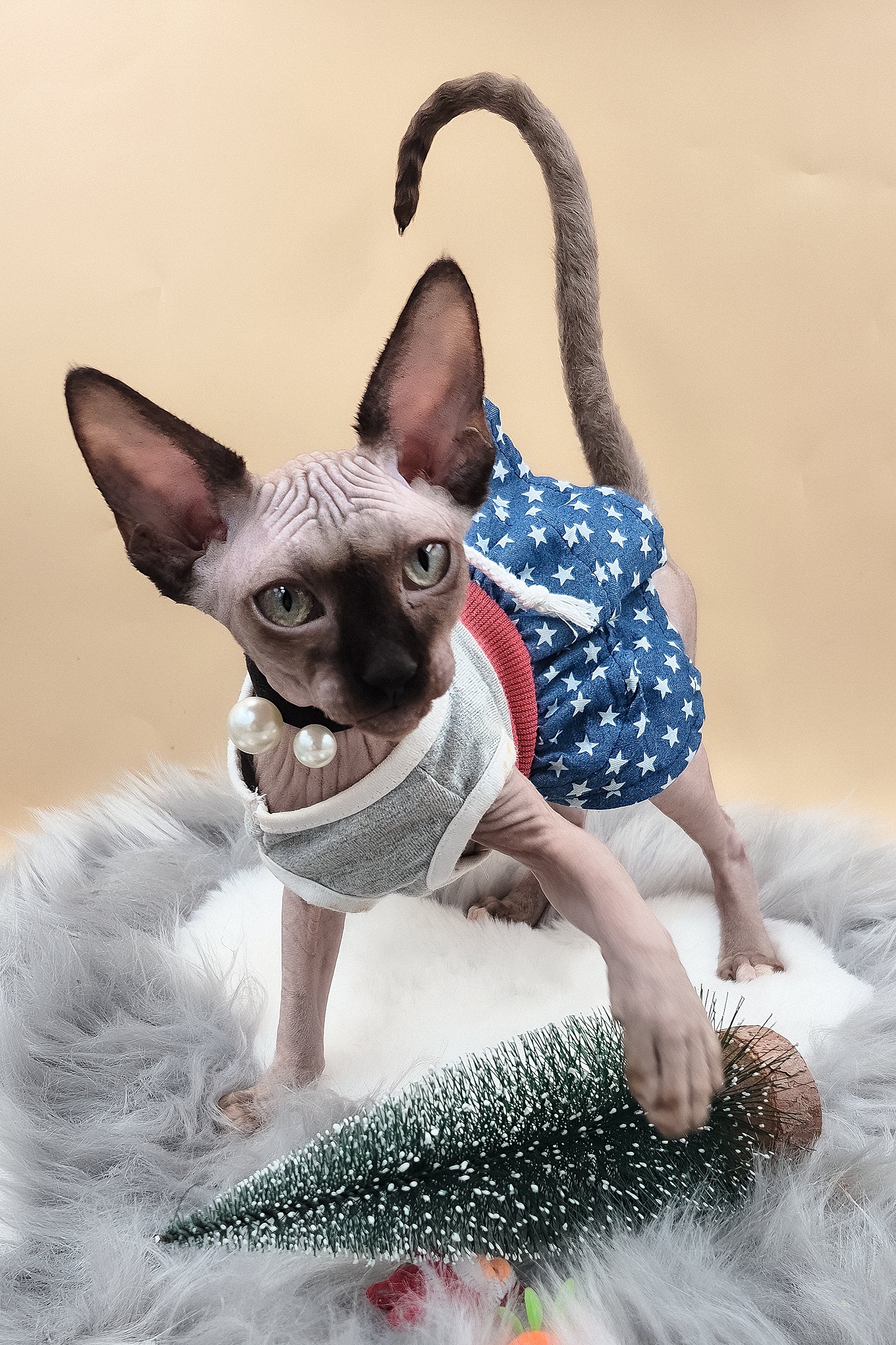 Olivia | Sphynx Kitten - Image 5