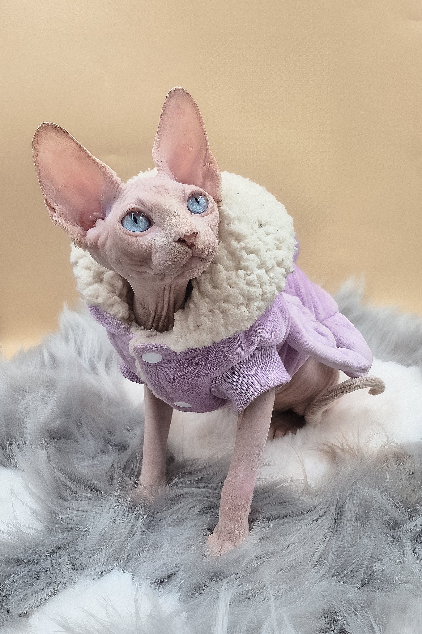 Ophelia | Sphynx Kitten - Image 2
