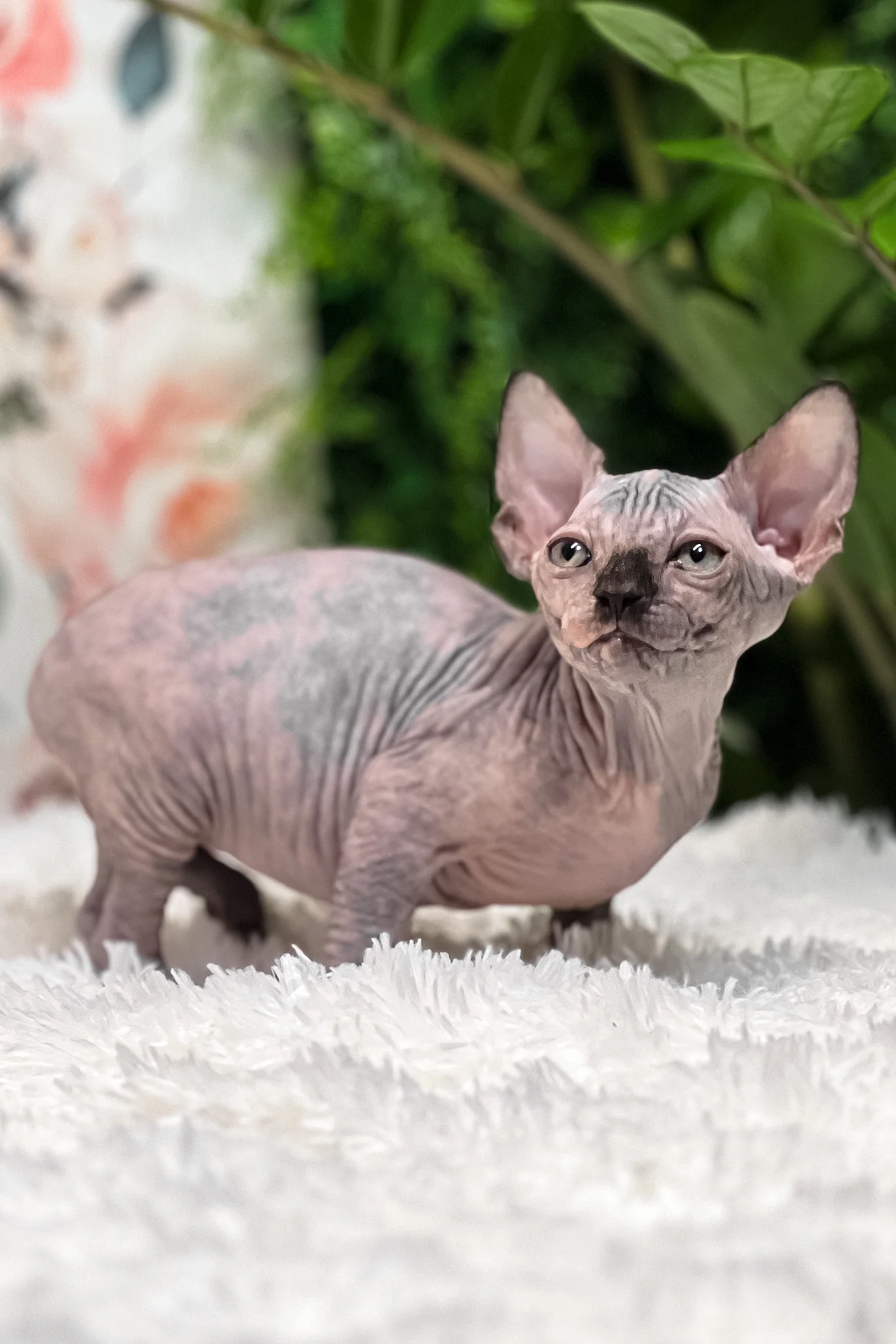 Sirena | Sphynx Kitten - Image 3