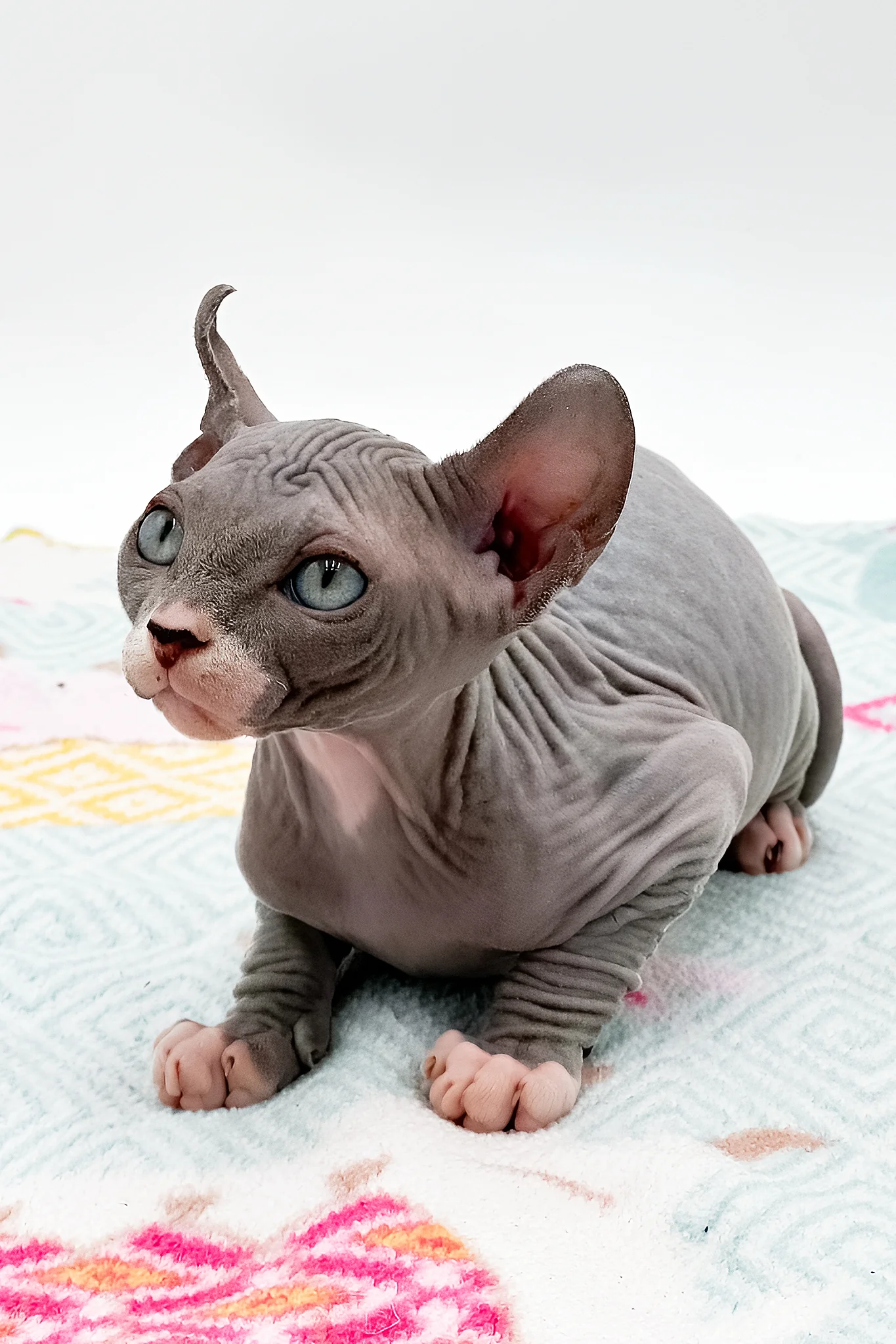 Stevie | Sphynx Kitten - Image 6