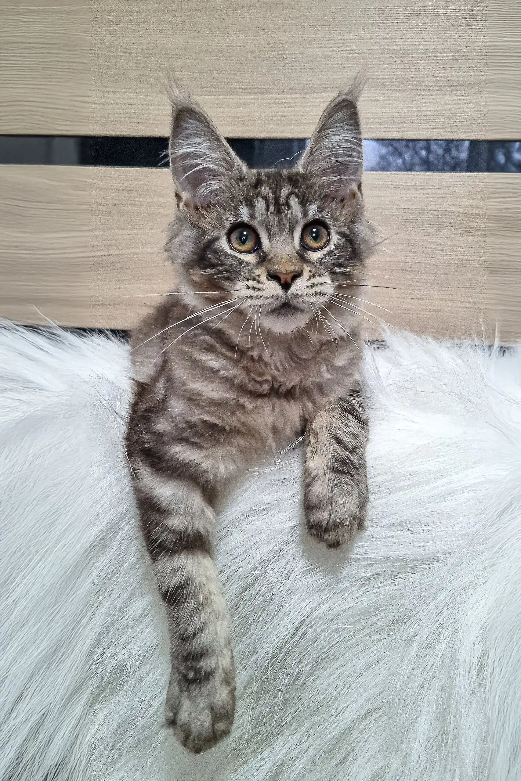 Wilma | Maine Coon Kitten - Image 4