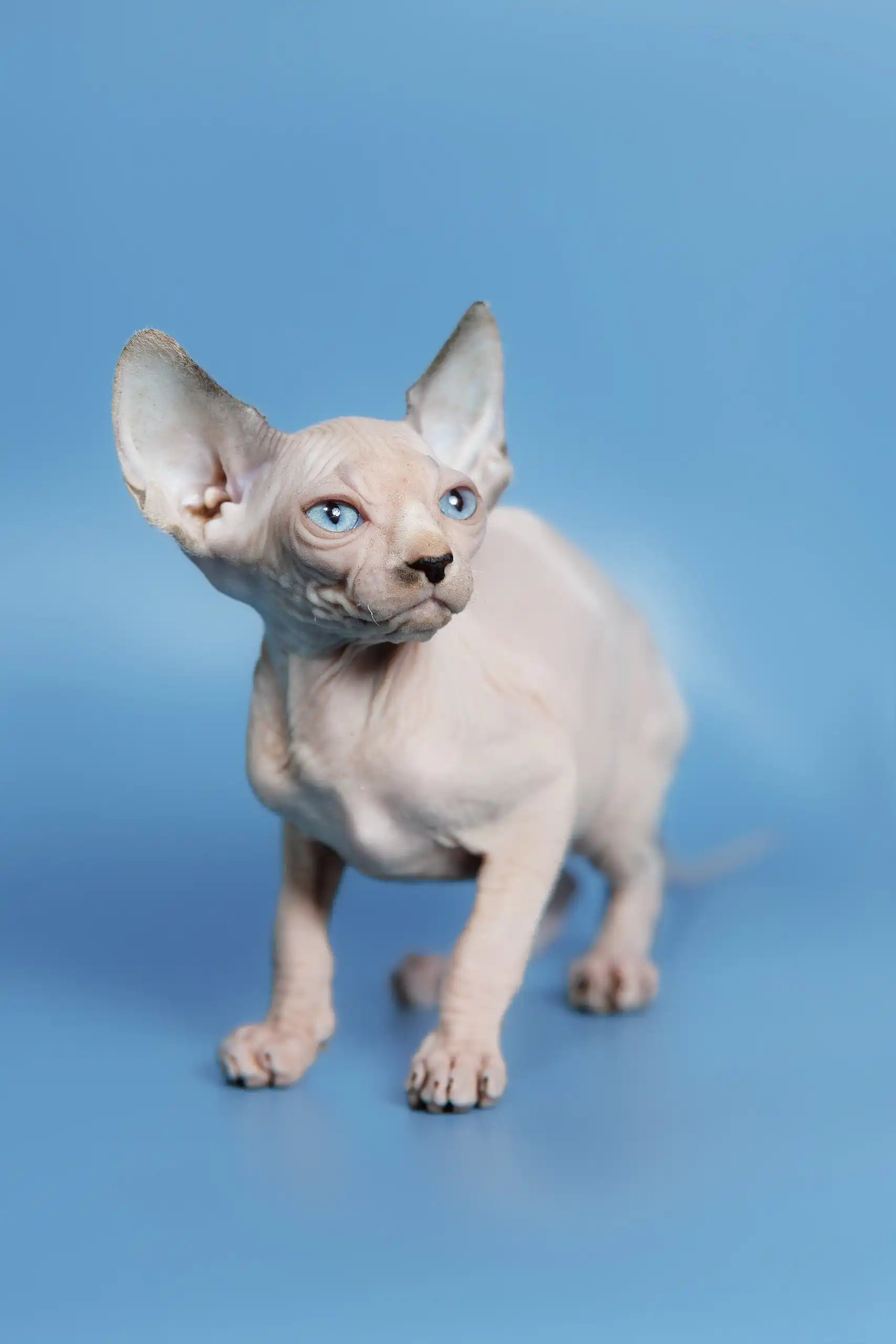 Feniks | Canadian Sphynx Kitten - Image 6