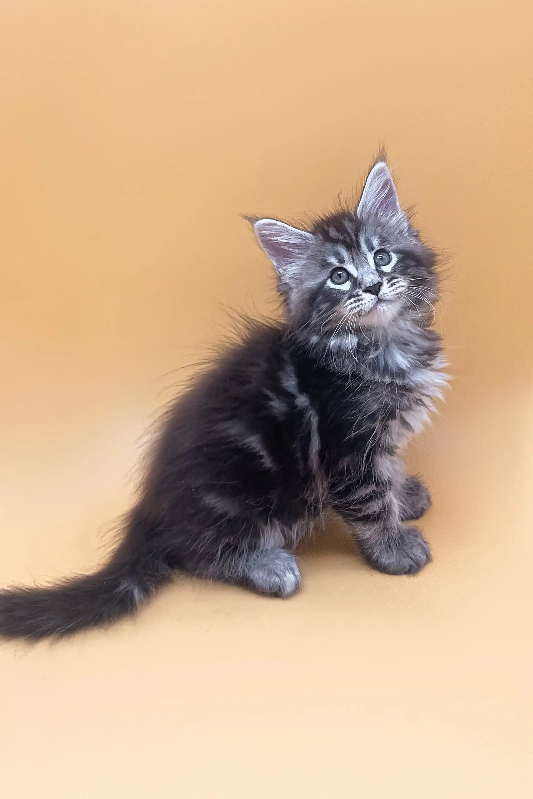 Fenix | Maine Coon Kitten - Image 6