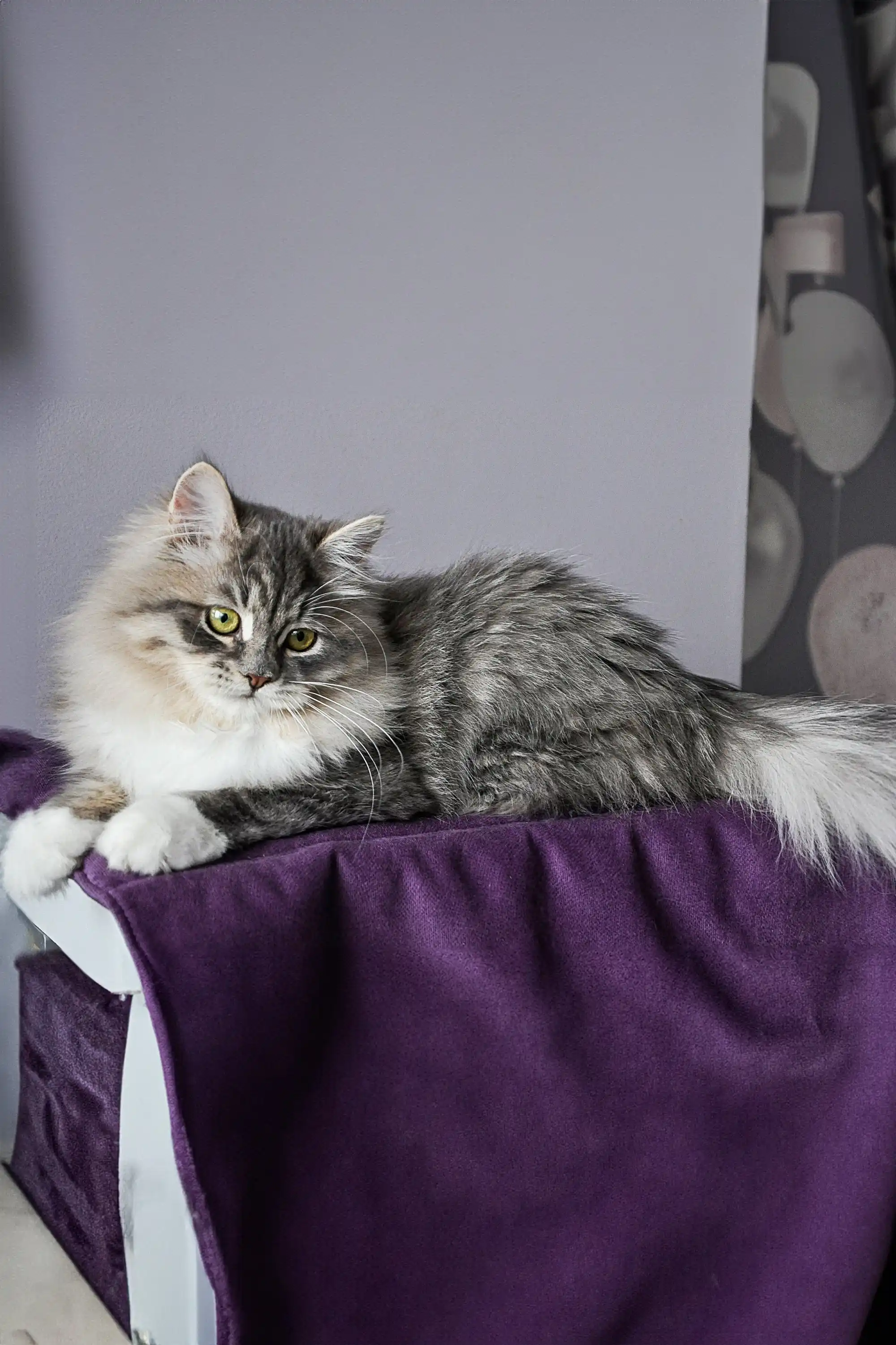Feya Dubravushka | Siberian Kitten - Image 5