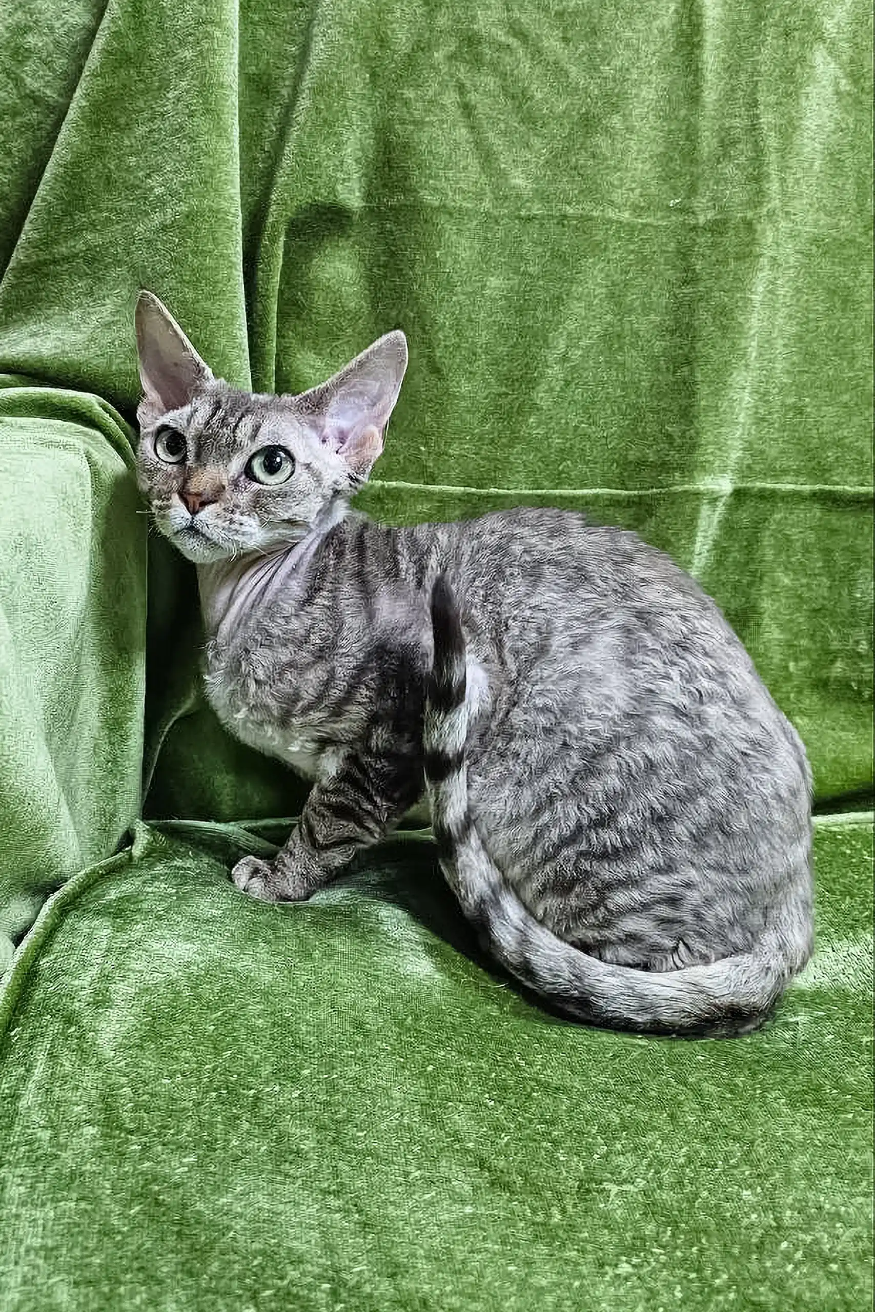 Fhilip | Devon Rex Kitten