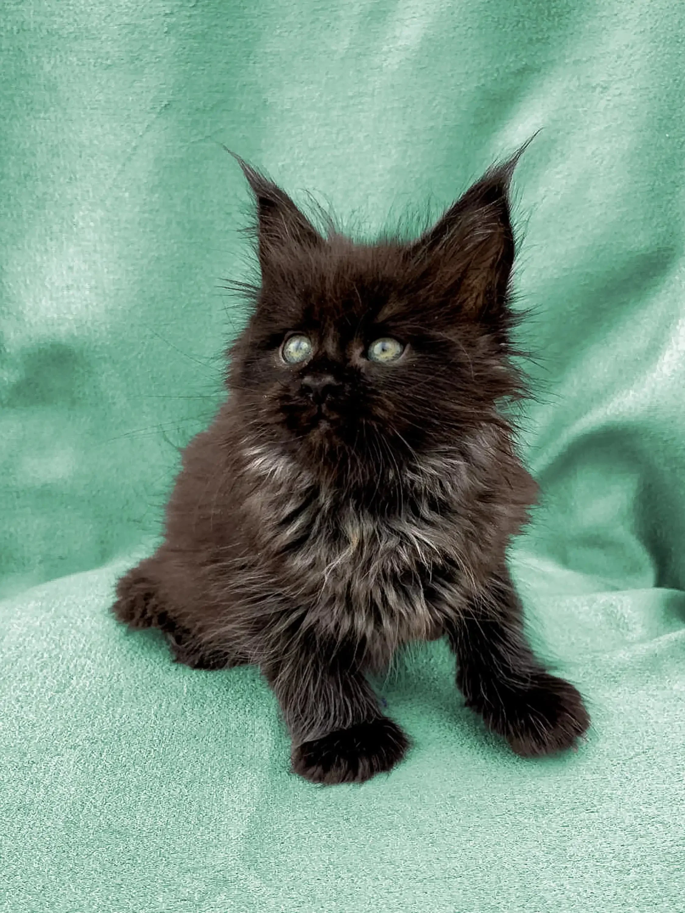 Fia | Maine Coon Kitten - Image 11