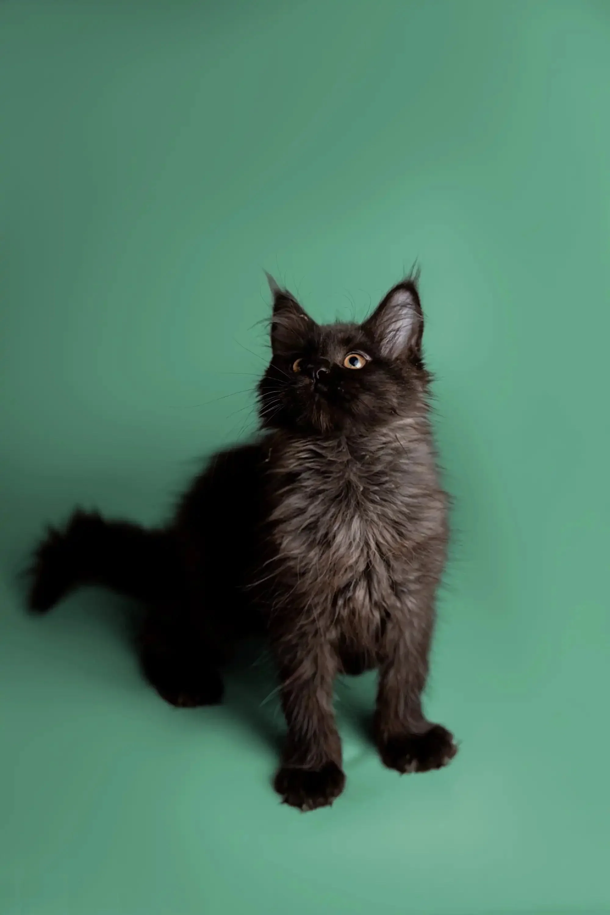 Fia | Maine Coon Kitten - Image 4
