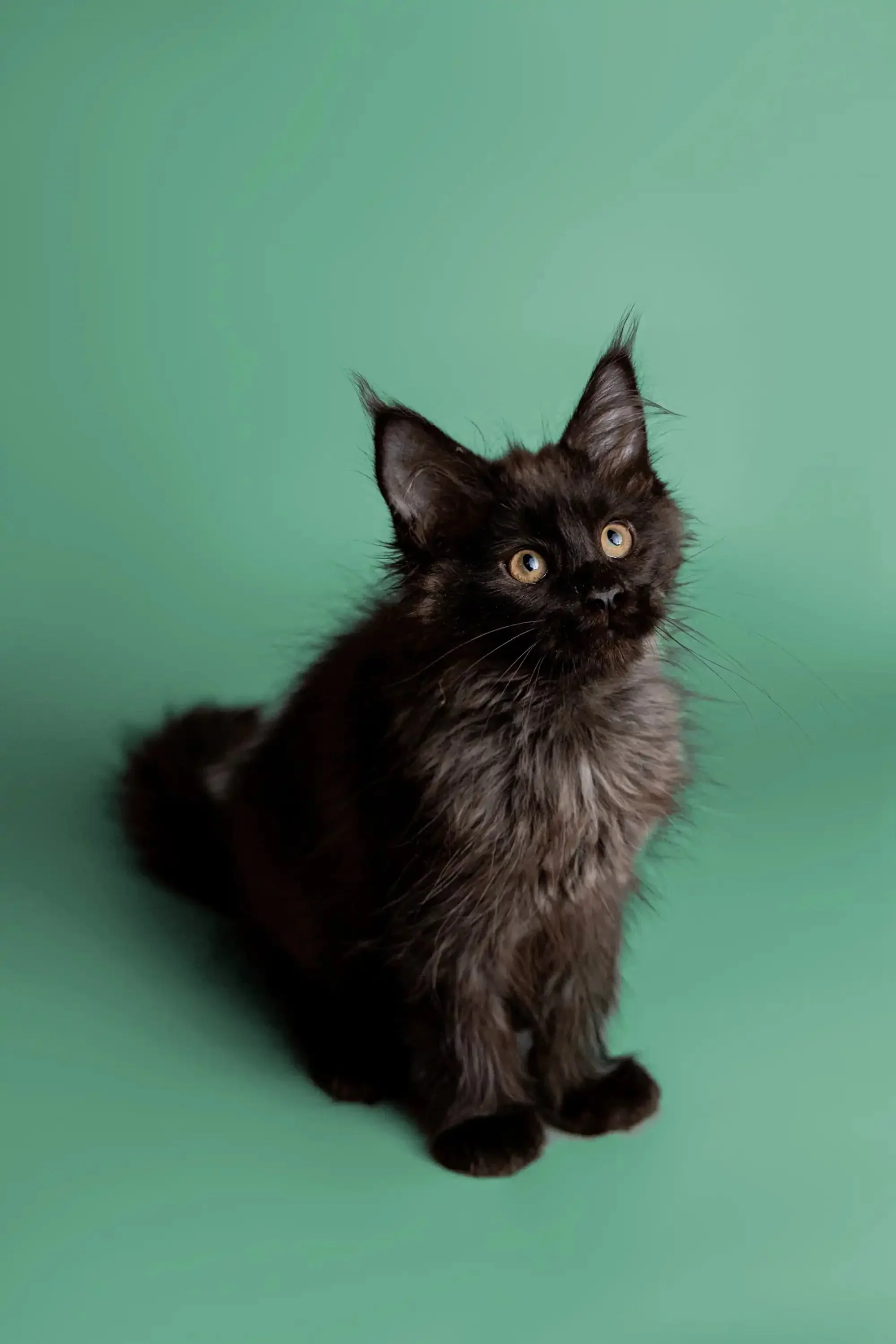 Fia | Maine Coon Kitten - Image 7