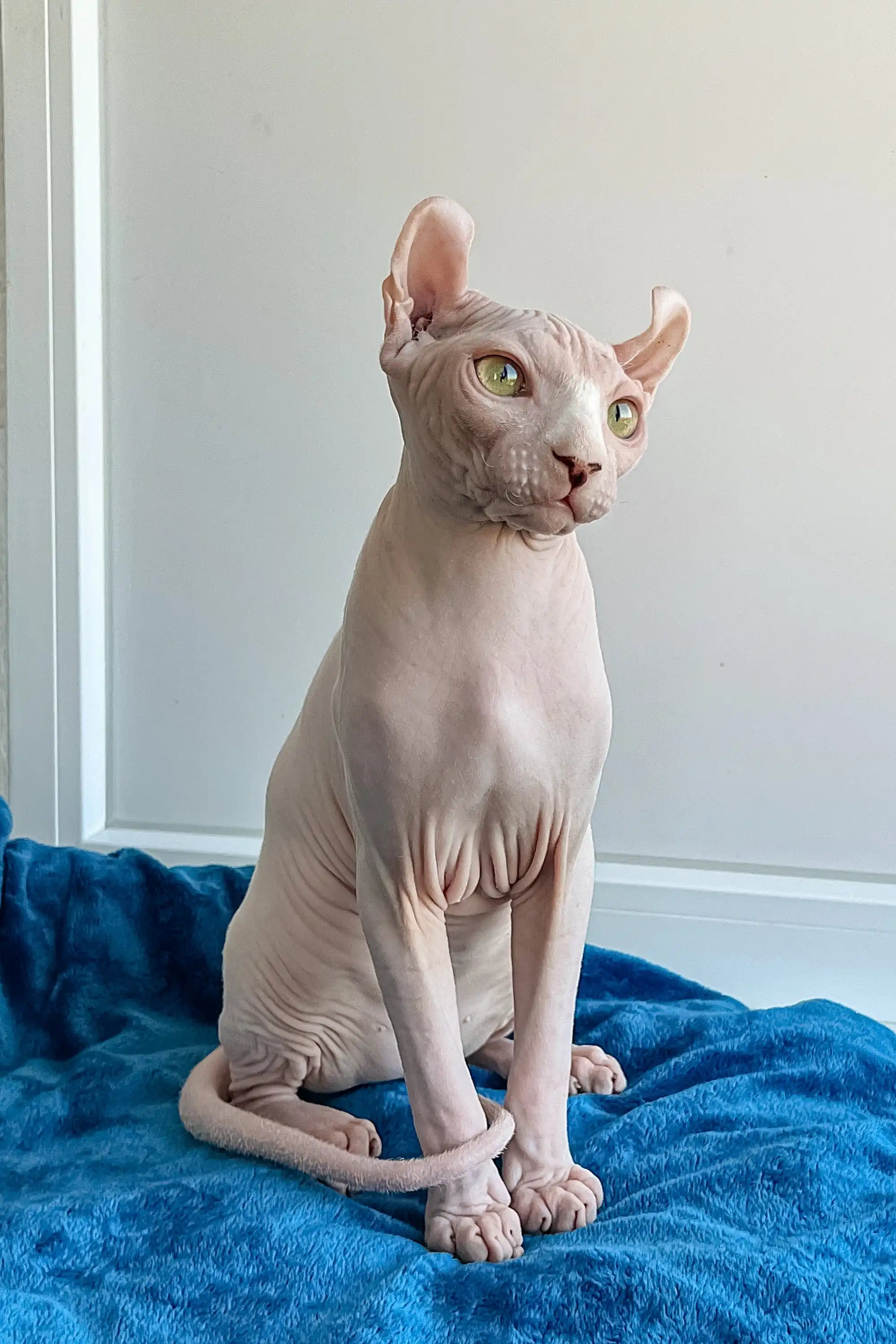Fidel | Elf Sphynx Kitten - Image 5