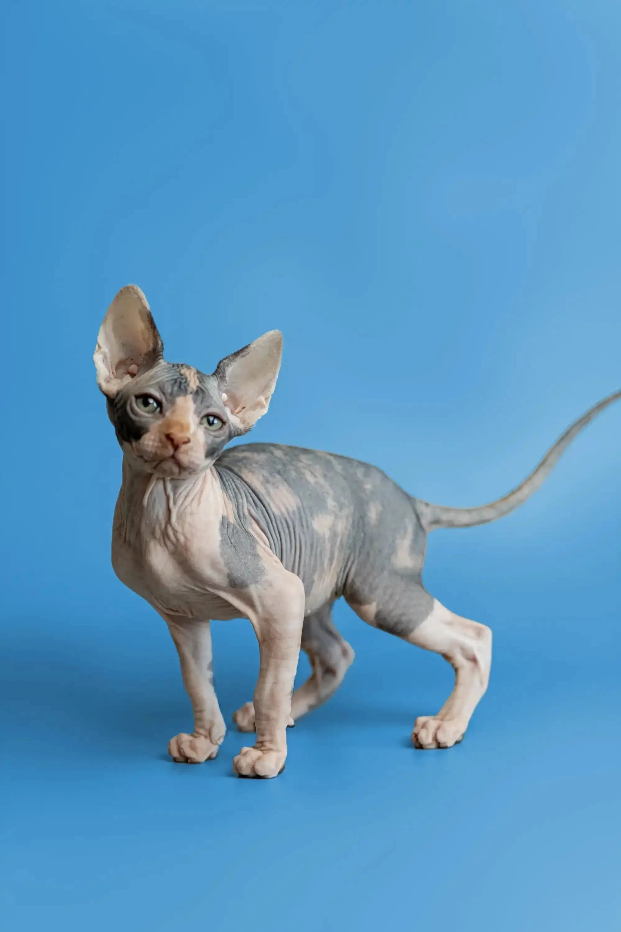 Fiona | Sphynx Kitten