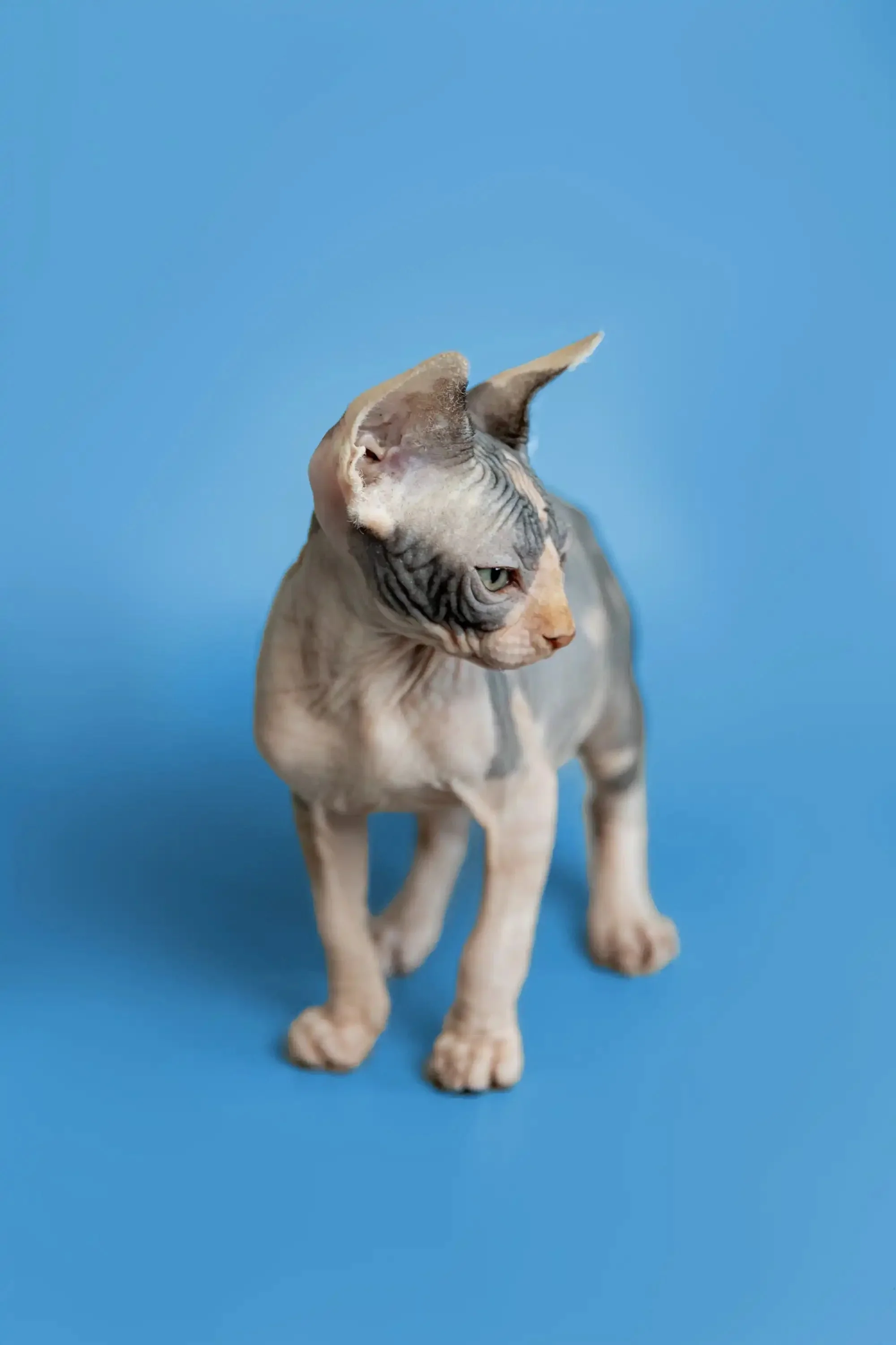 Fiona | Sphynx Kitten - Image 15