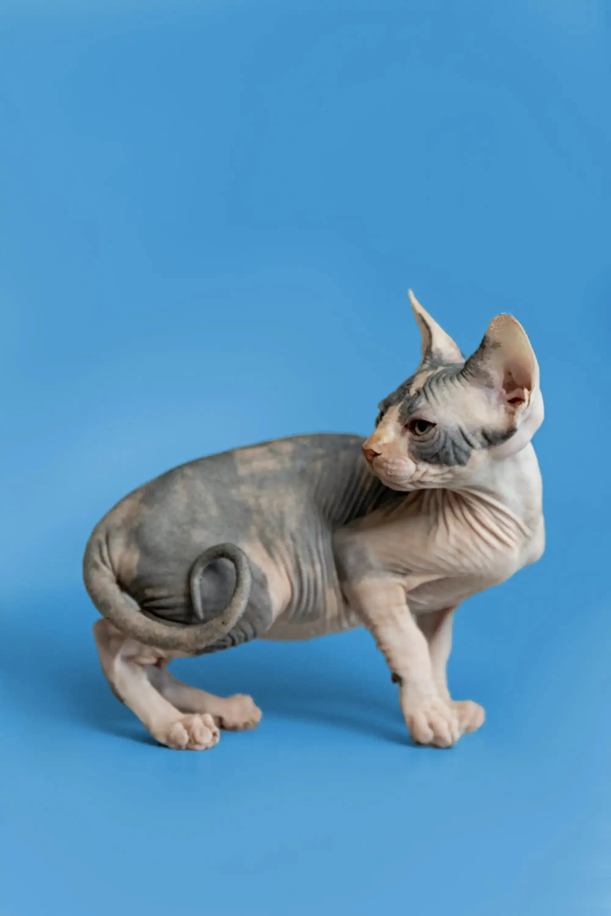 Fiona | Sphynx Kitten - Image 9