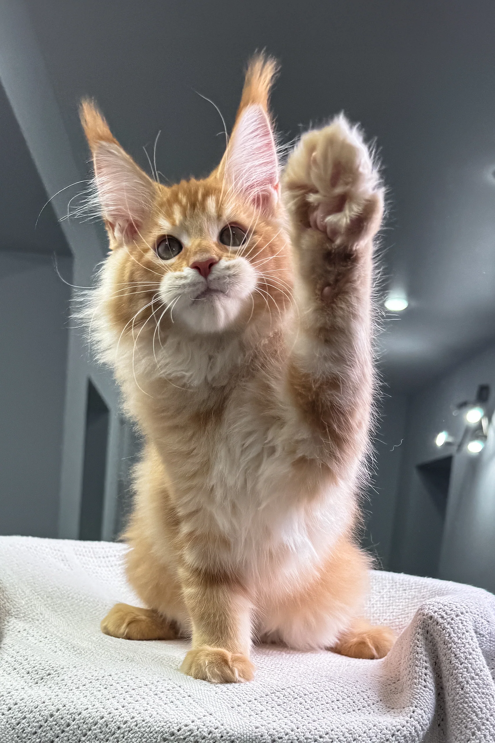 Fire | Maine Coon Kitten - Image 6
