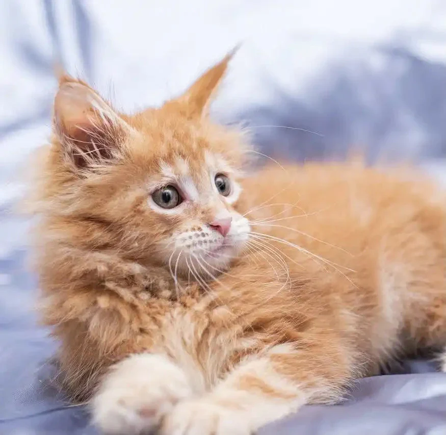 Flame | Maine Coon Kitten - Image 4