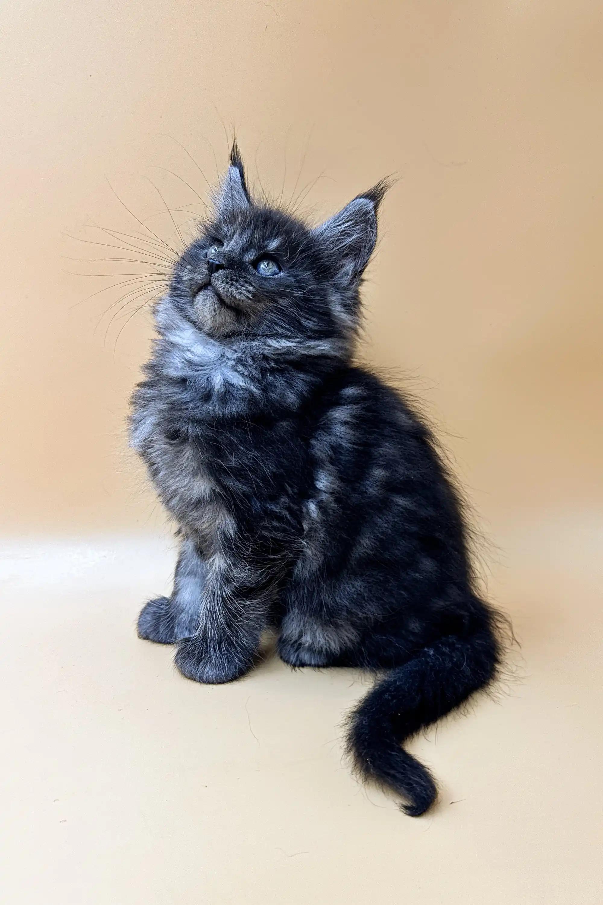 Flint | Maine Coon Kitten - Image 7