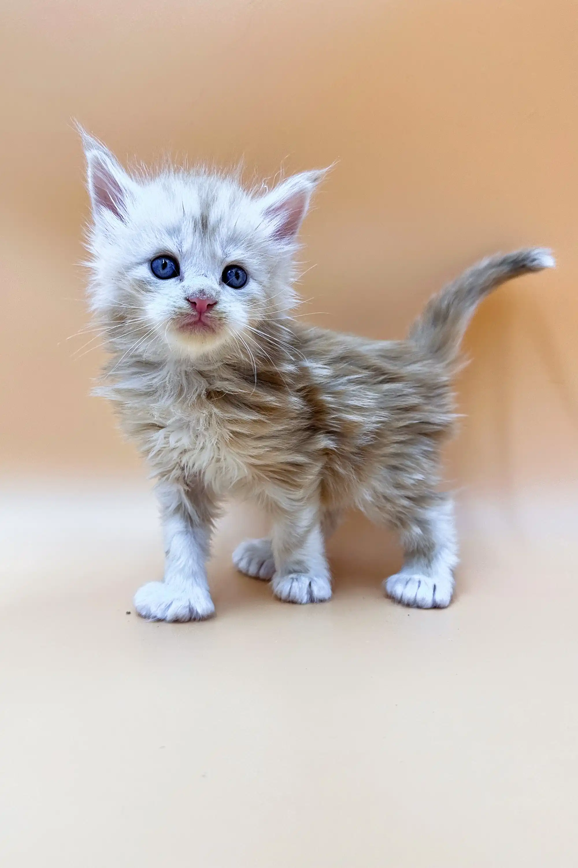 Foggy | Polydactyl Maine Coon Kitten - Image 3