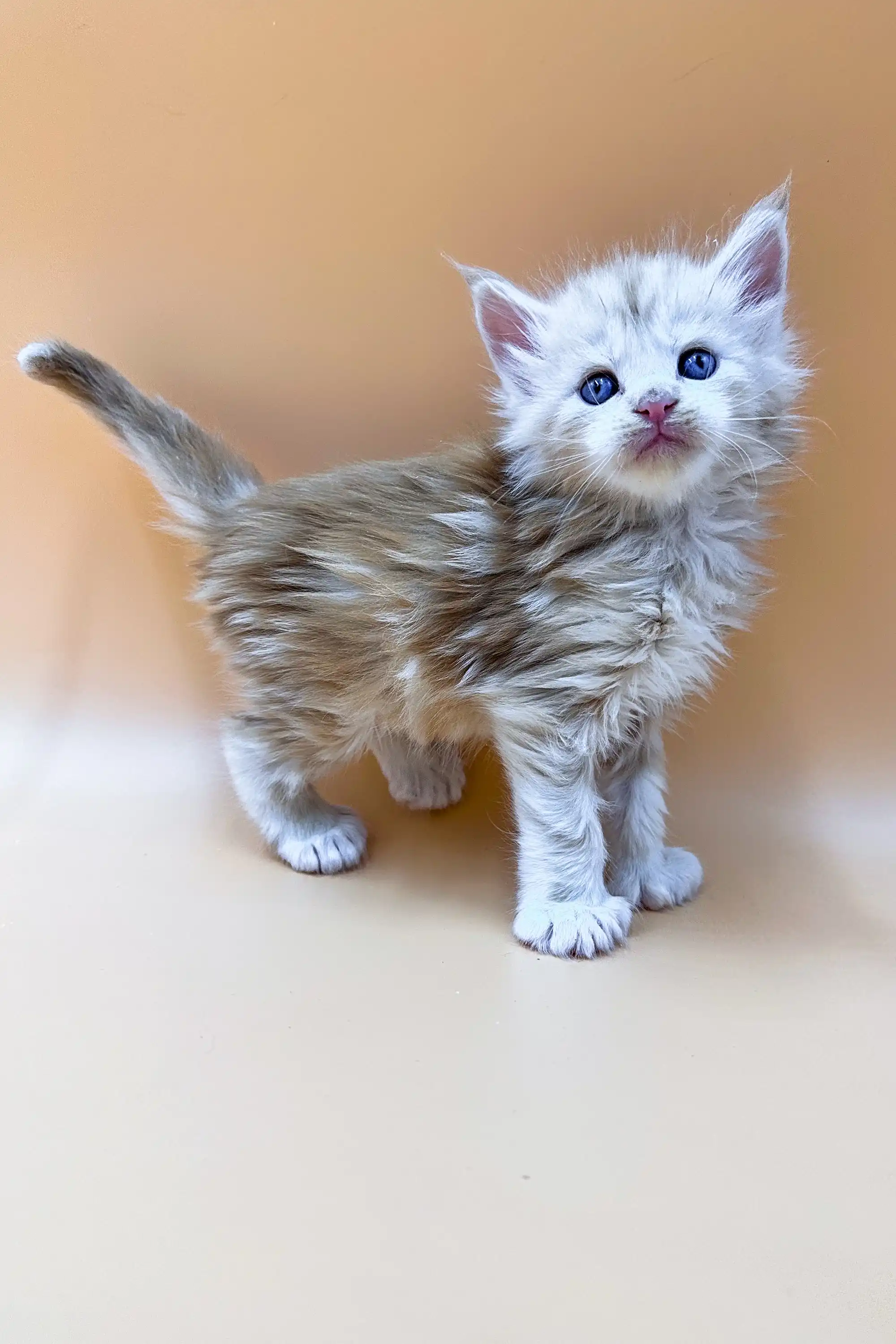 Foggy | Polydactyl Maine Coon Kitten - Image 4