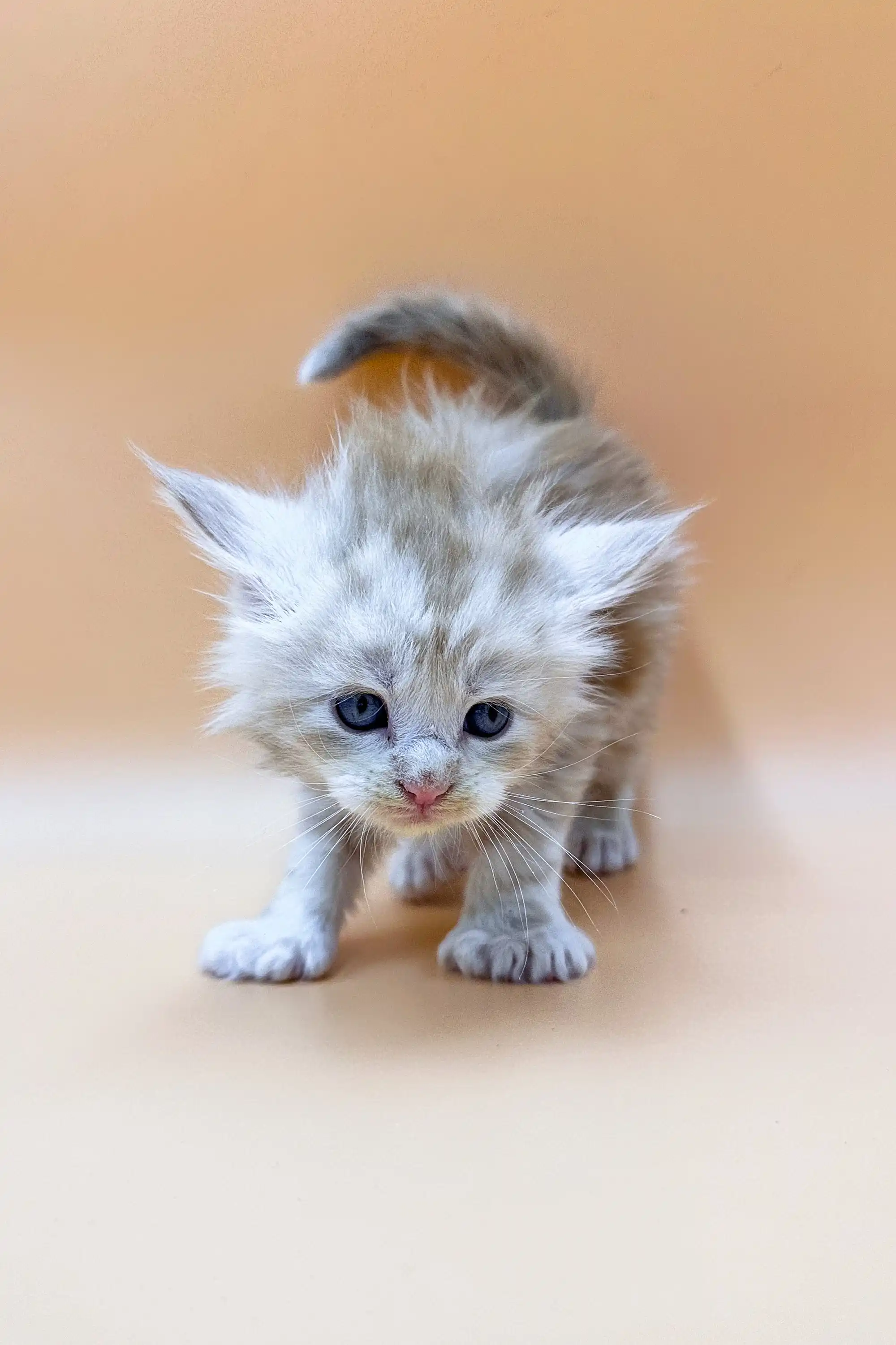 Foggy | Polydactyl Maine Coon Kitten - Image 7