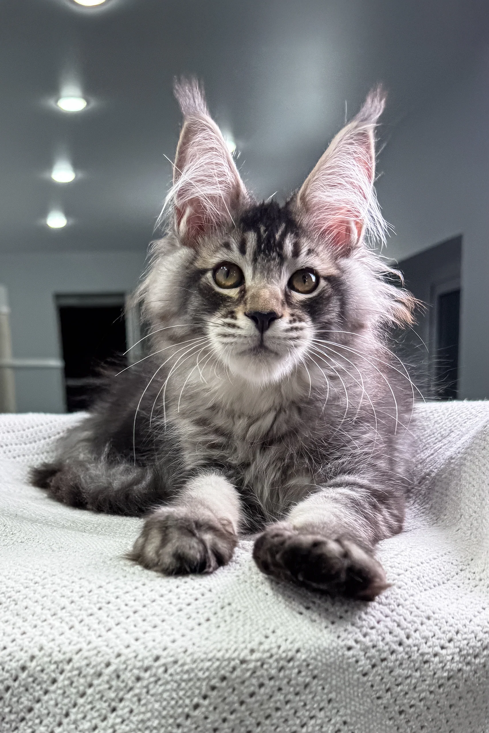 Forest | Maine Coon Kitten - Image 4