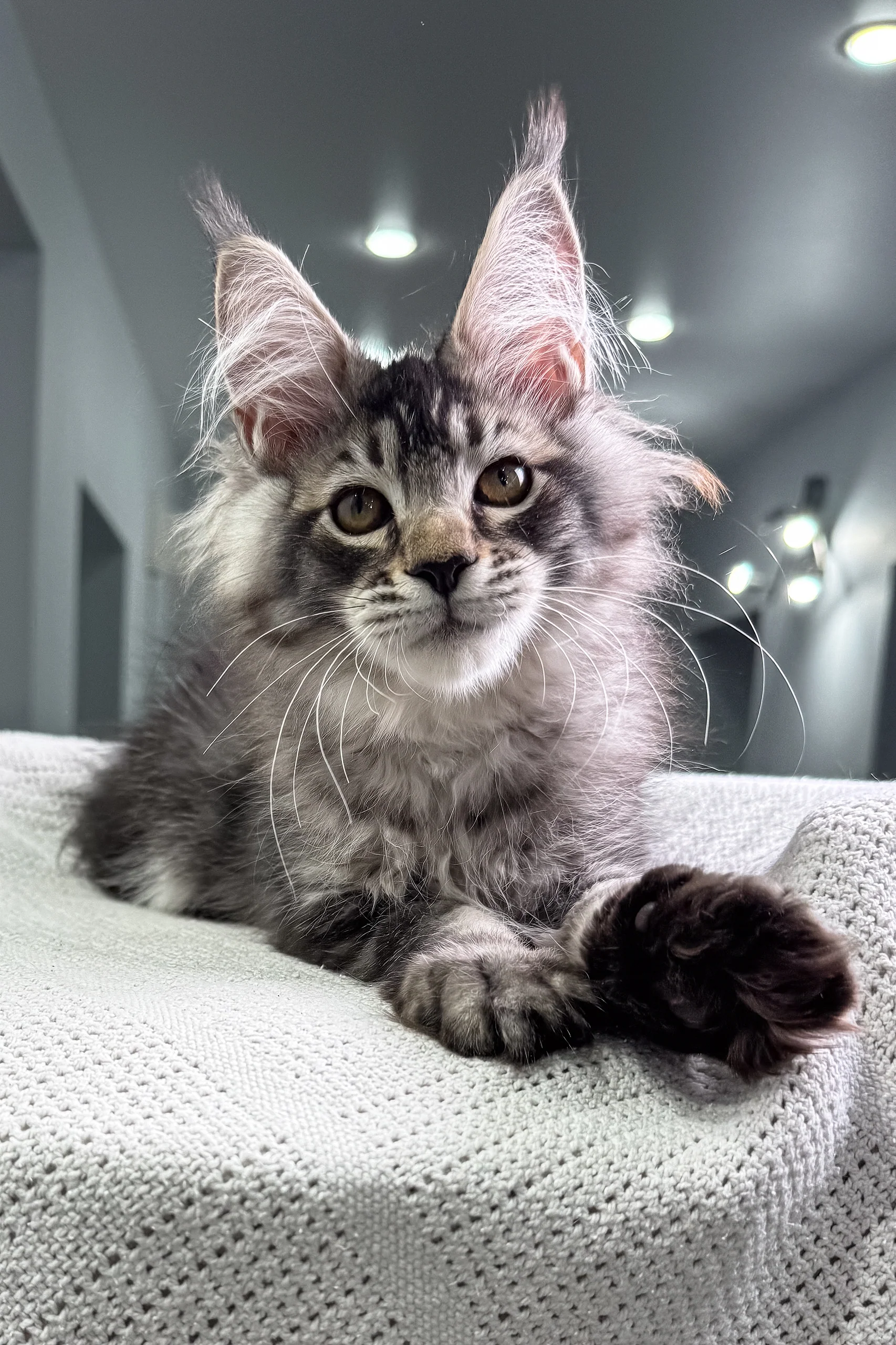 Forest | Maine Coon Kitten - Image 5