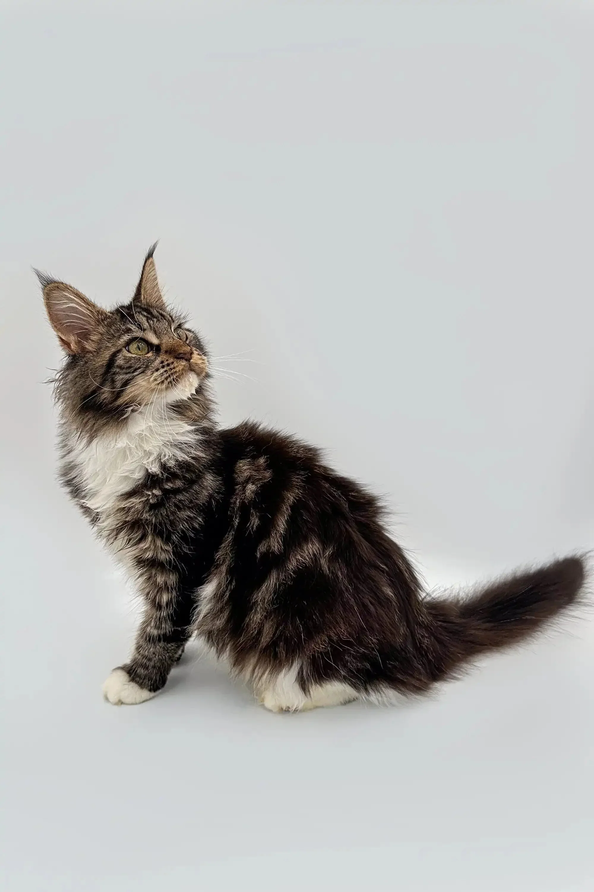 Fossa| Maine Coon Kitten - Image 11