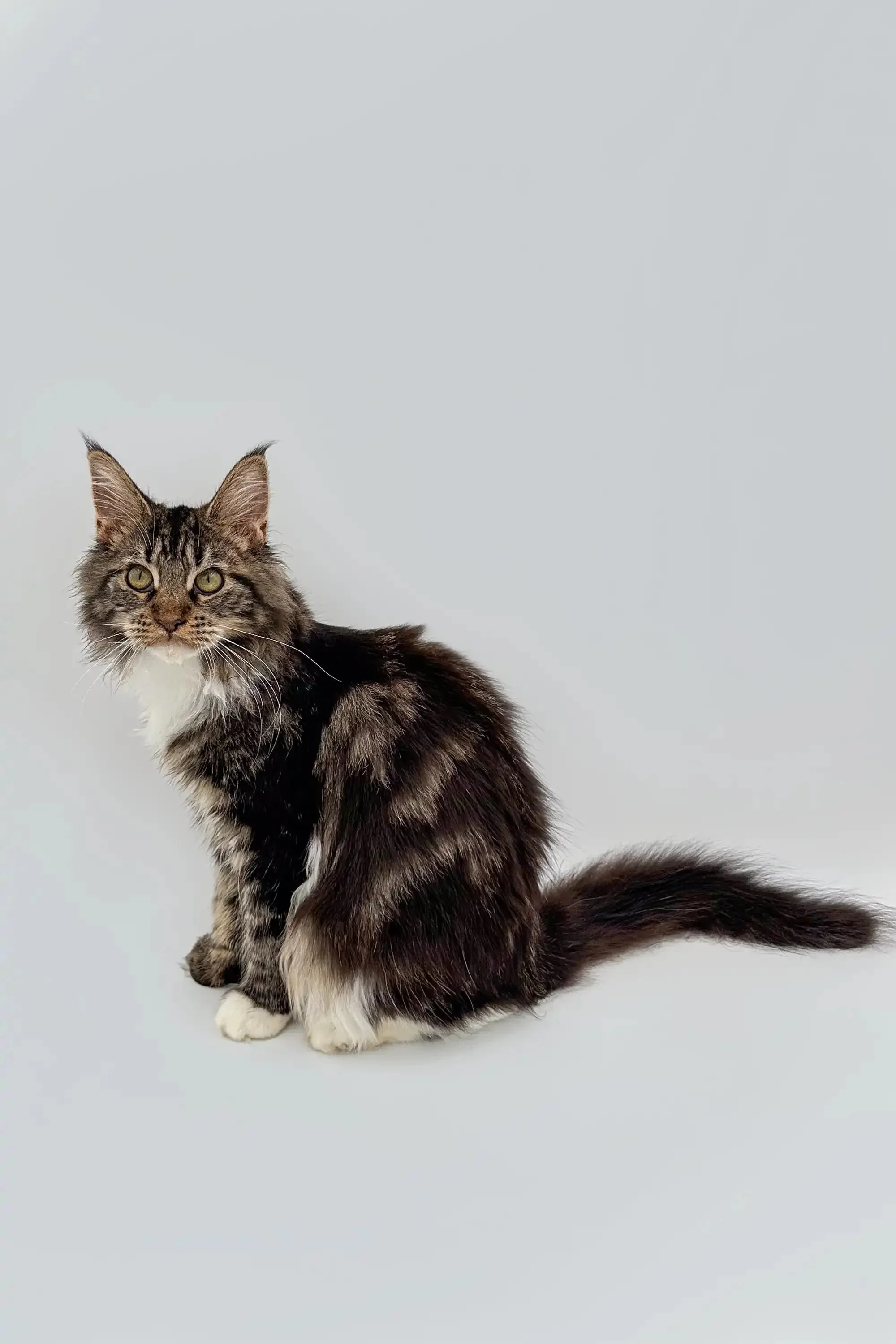 Fossa| Maine Coon Kitten - Image 8