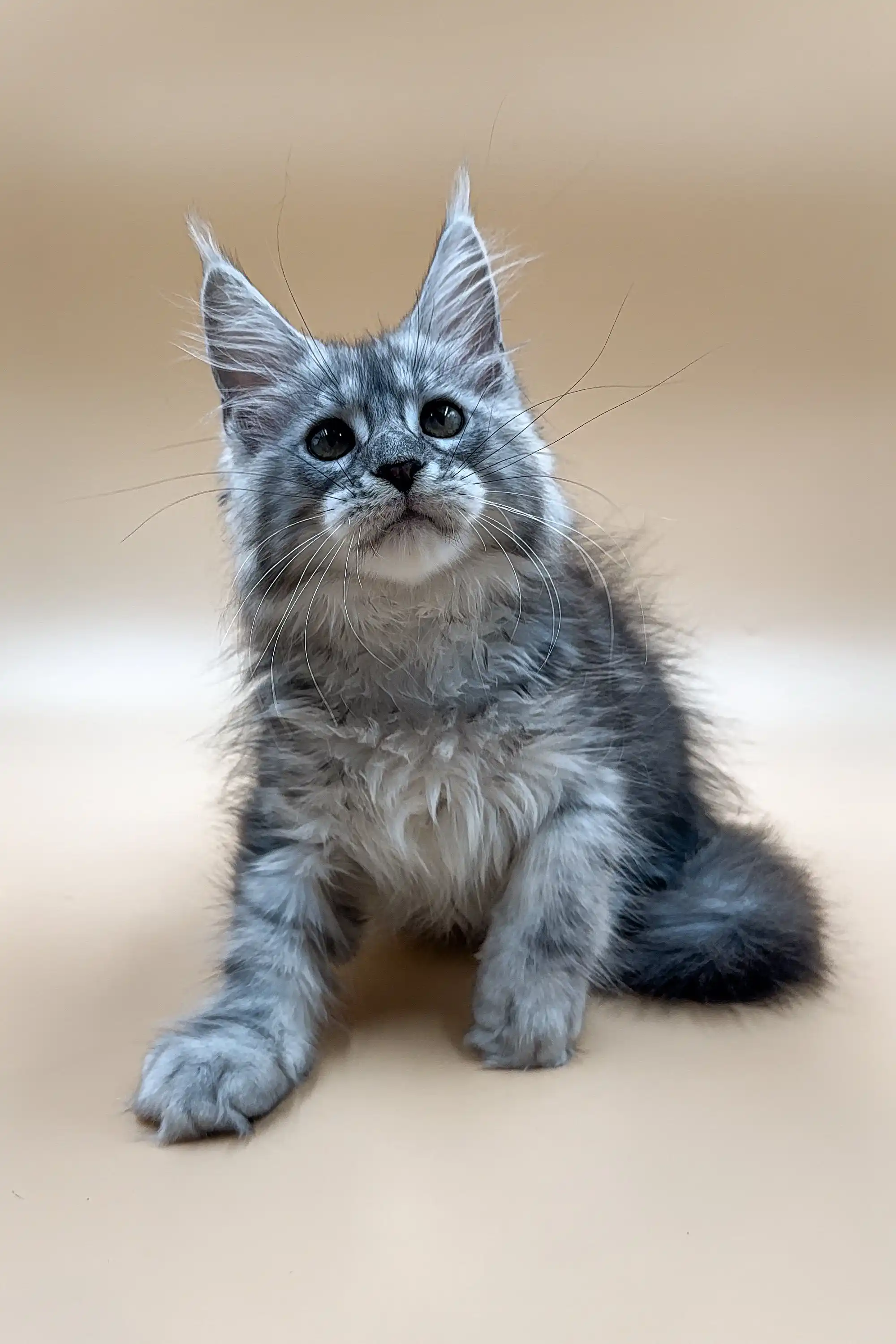Francis | Maine Coon Kitten - Image 4